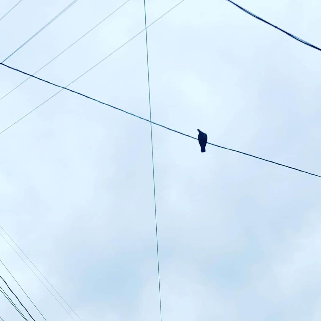 中野敬久さんのインスタグラム写真 - (中野敬久Instagram)「#ん #鳩 #pigeon #lines #sky #probably #thinking #something」5月10日 6時31分 - hirohisanakano