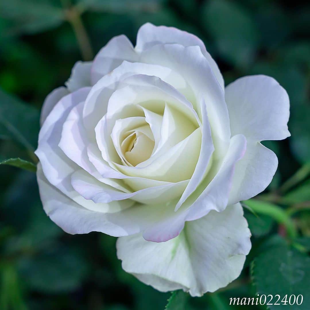 mani022400のグルメインスタ