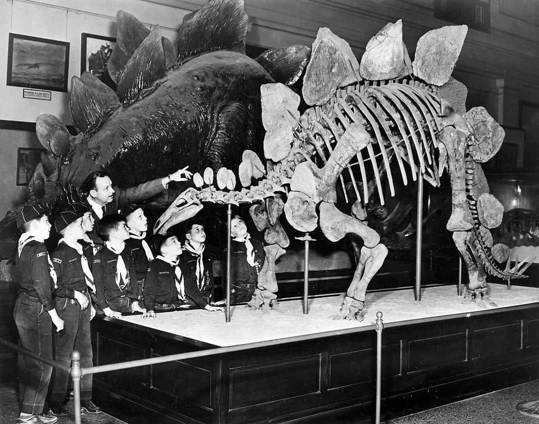 スミソニアン博物館さんのインスタグラム写真 - (スミソニアン博物館Instagram)「#ThrowbackThursday to a 1950s Cub Scout expedition to @smithsoniannmnh's Hall of Extinct Monsters.  Less than a month until the new and improved Fossil Hall opens! (Stegosaurus will be there.) Bring your troop to experience #DeepTime starting June 8. 📸: @smithsonianarchives #tbt」5月10日 7時03分 - smithsonian