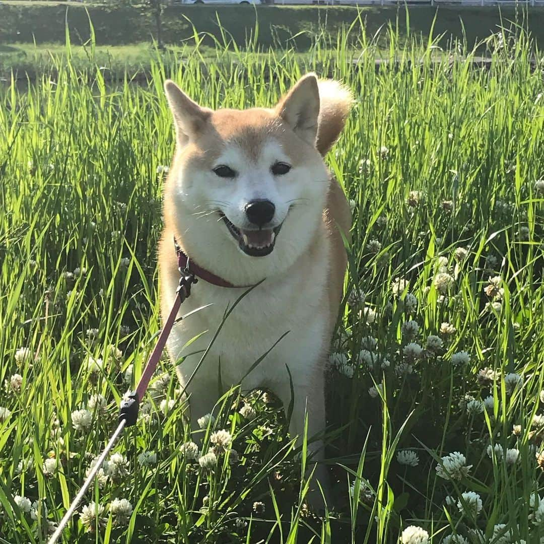 柴犬のモモさんのインスタグラム写真 - (柴犬のモモInstagram)「おはようございます。今朝も可愛いモモさんいっぱい撮影できました #いぬ #イヌ #犬 #柴犬 #赤柴 #日本犬 #犬バカ部 #ふわもこ部 #いぬら部 #癒しわんこ #柴犬マニア #犬のいる暮らし #口角キュキュッと部 #shiba #shibainu #shibadog #dogstagram #dogsofinstagram #shibastagram #shibasofinstagram #shibamania #inu #instadog #toyota_dog」5月10日 7時57分 - shi_ba_i_nu_momo