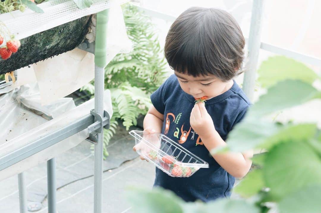 セソコマサユキのインスタグラム：「シーズンぎりぎりでいちご狩りに行ったんでした。おいしかった。」
