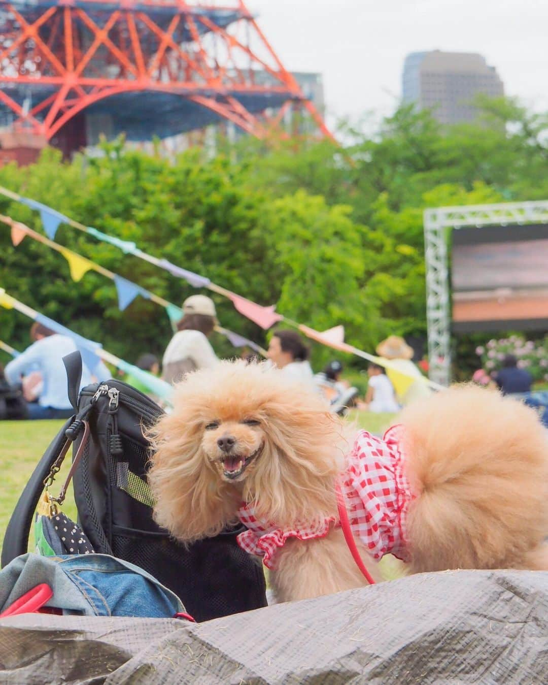 Toypoodle Mikuru?Asakusa Tokyoさんのインスタグラム写真 - (Toypoodle Mikuru?Asakusa TokyoInstagram)「Park day💝 In Shiba Park. ちょっと風が強かったけど、 ピクニック日和のお天気🌞 . みきゅるんも気持ちよさそう💕 . パパとの距離近くなったかな？😅 . 20190506 Monday. . #芝公園 #東京タワー #Parkday」5月10日 8時03分 - purapura299