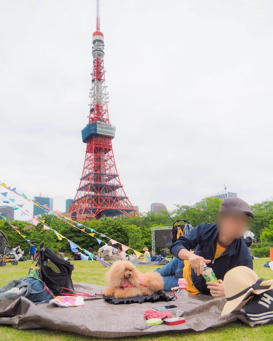 Toypoodle Mikuru?Asakusa Tokyoさんのインスタグラム写真 - (Toypoodle Mikuru?Asakusa TokyoInstagram)「Park day💝 In Shiba Park. ちょっと風が強かったけど、 ピクニック日和のお天気🌞 . みきゅるんも気持ちよさそう💕 . パパとの距離近くなったかな？😅 . 20190506 Monday. . #芝公園 #東京タワー #Parkday」5月10日 8時03分 - purapura299