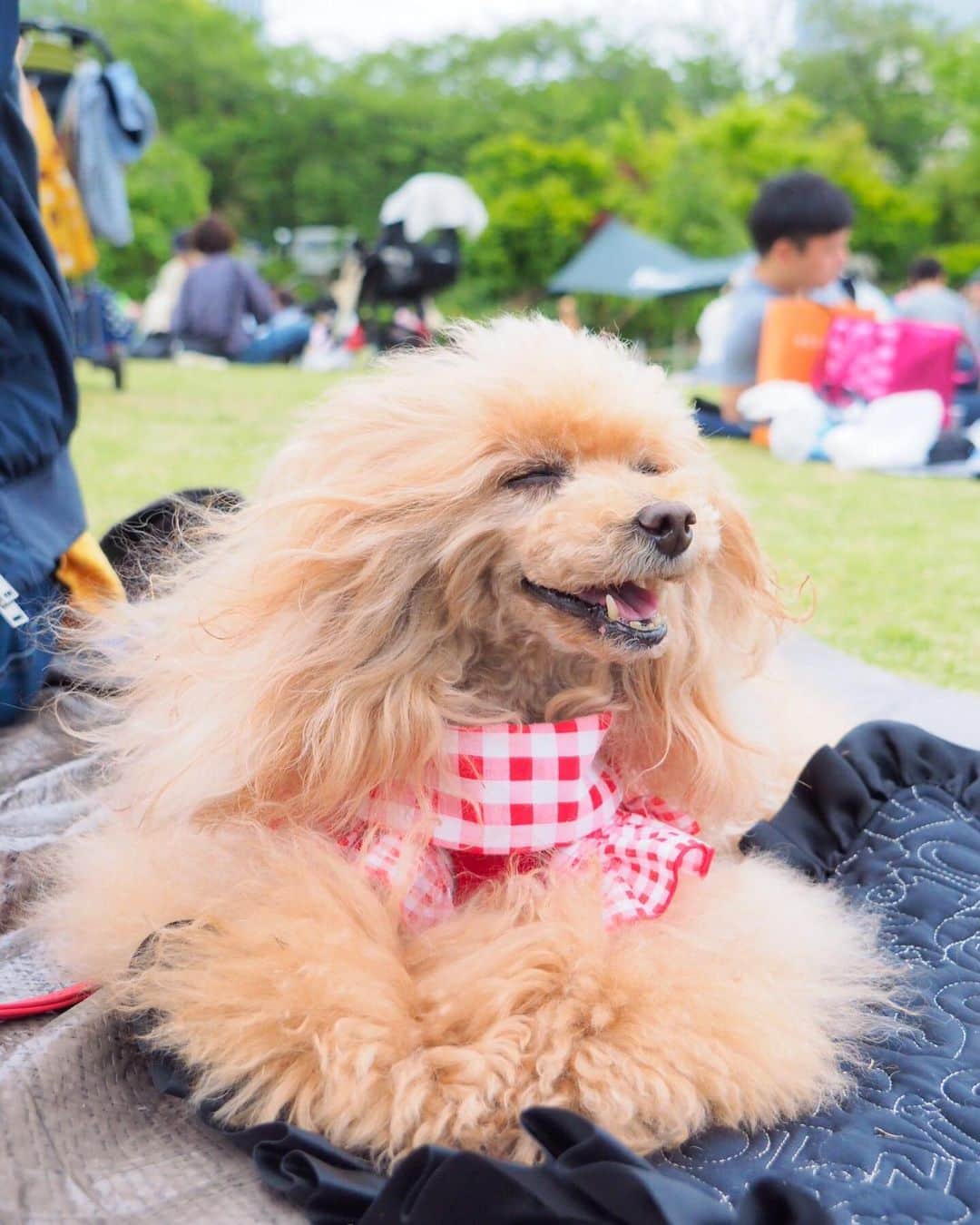 Toypoodle Mikuru?Asakusa Tokyoのインスタグラム：「Park day💝 In Shiba Park. ちょっと風が強かったけど、 ピクニック日和のお天気🌞 . みきゅるんも気持ちよさそう💕 . パパとの距離近くなったかな？😅 . 20190506 Monday. . #芝公園 #東京タワー #Parkday」
