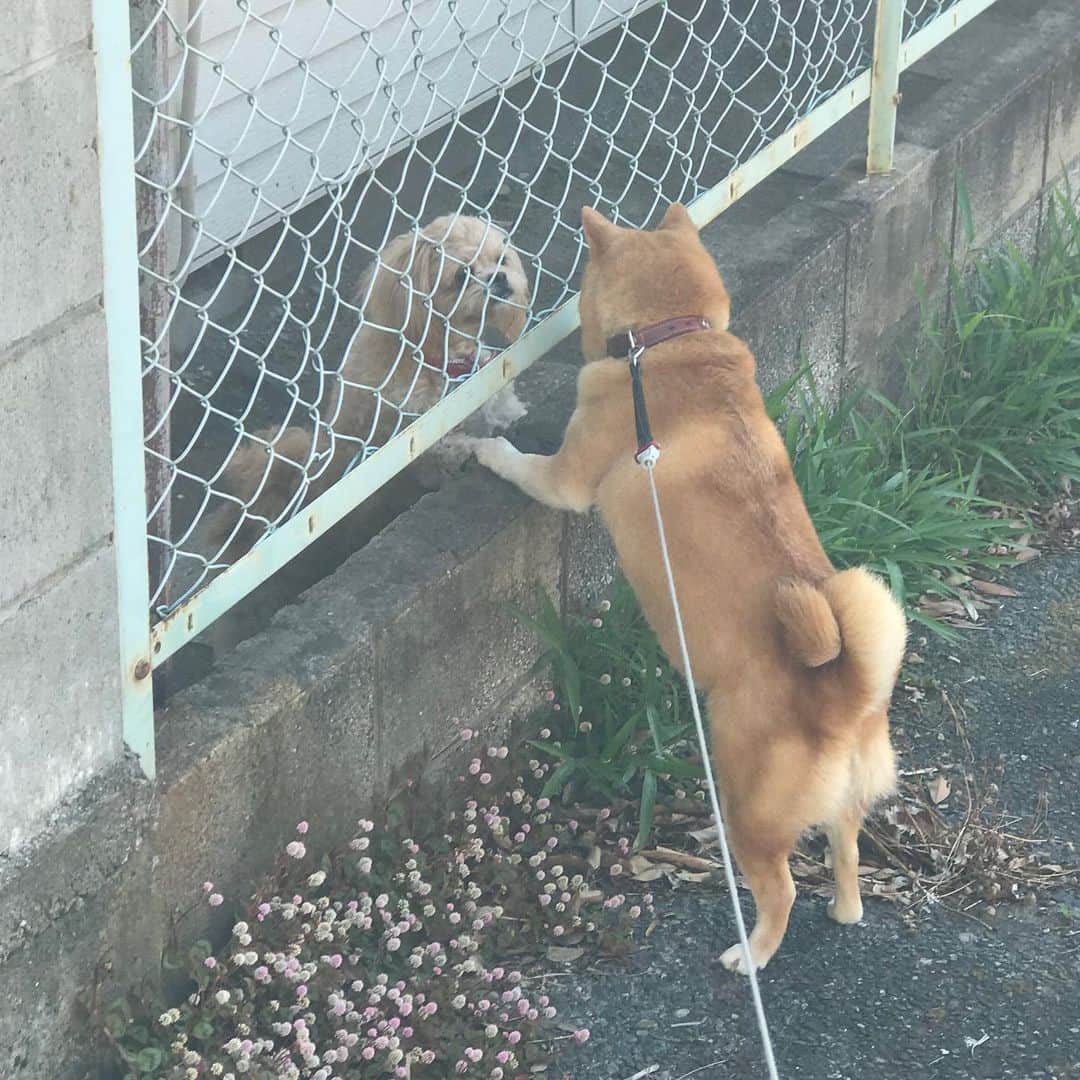 マル子のインスタグラム：「おはよー！ 今朝の密会感🥰 #マル子 #柴犬 #shiba #初対面です」