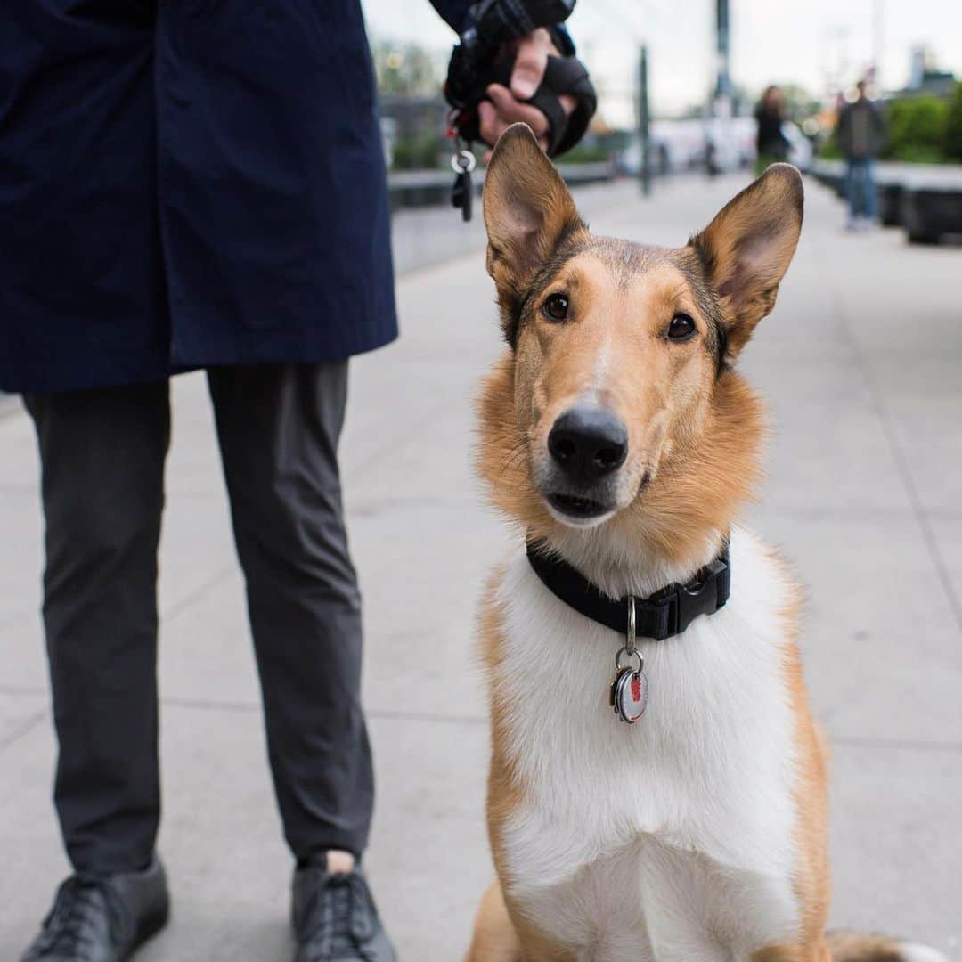 The Dogistさんのインスタグラム写真 - (The DogistInstagram)「Lily, Smooth Collie (5 y/o), 15th & 10th Ave., New York, NY • “She barks when I talk too much to people. She likes to be the center of attention (in a lovely way).”」5月10日 8時13分 - thedogist