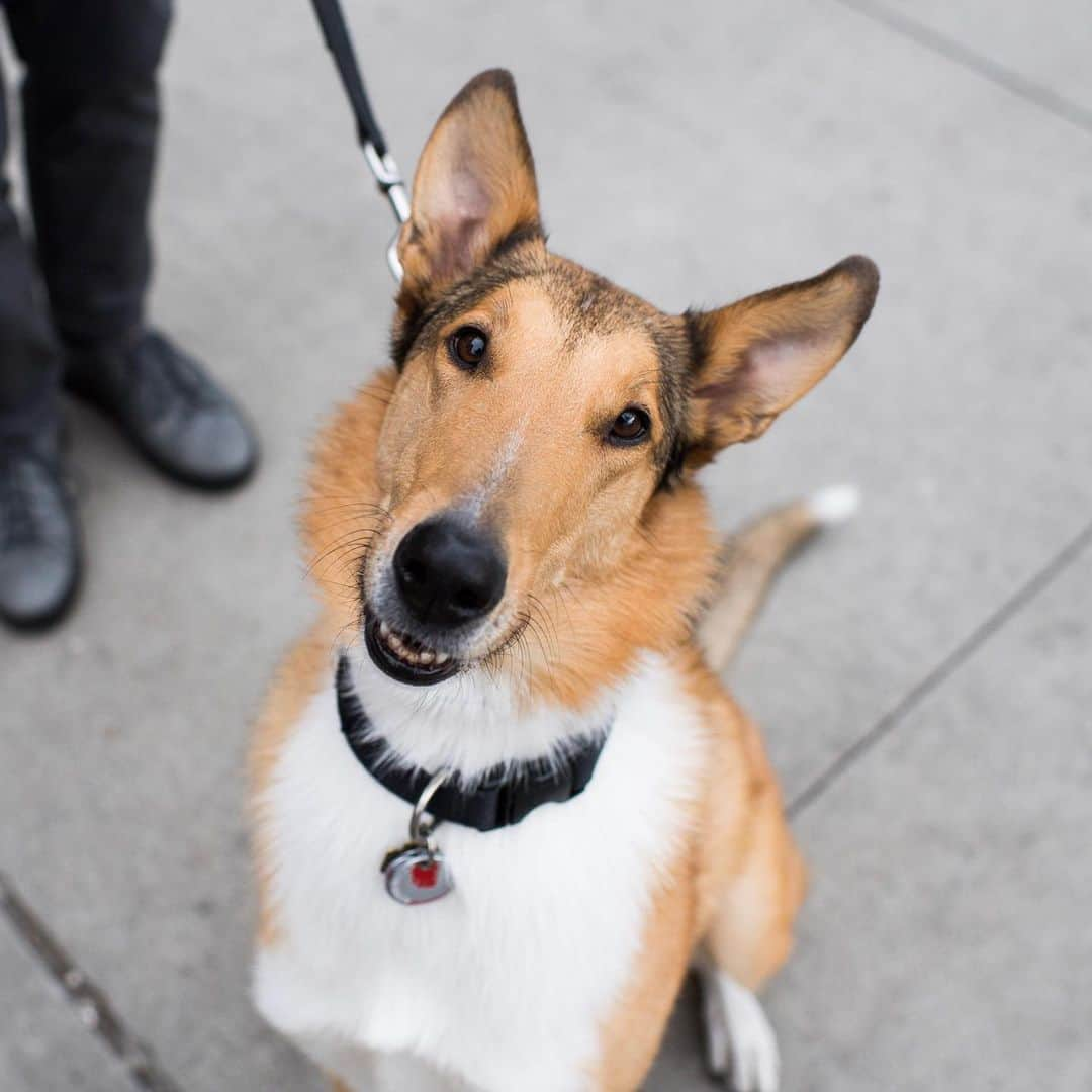 The Dogistさんのインスタグラム写真 - (The DogistInstagram)「Lily, Smooth Collie (5 y/o), 15th & 10th Ave., New York, NY • “She barks when I talk too much to people. She likes to be the center of attention (in a lovely way).”」5月10日 8時13分 - thedogist