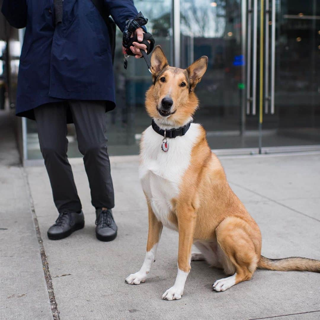 The Dogistさんのインスタグラム写真 - (The DogistInstagram)「Lily, Smooth Collie (5 y/o), 15th & 10th Ave., New York, NY • “She barks when I talk too much to people. She likes to be the center of attention (in a lovely way).”」5月10日 8時13分 - thedogist