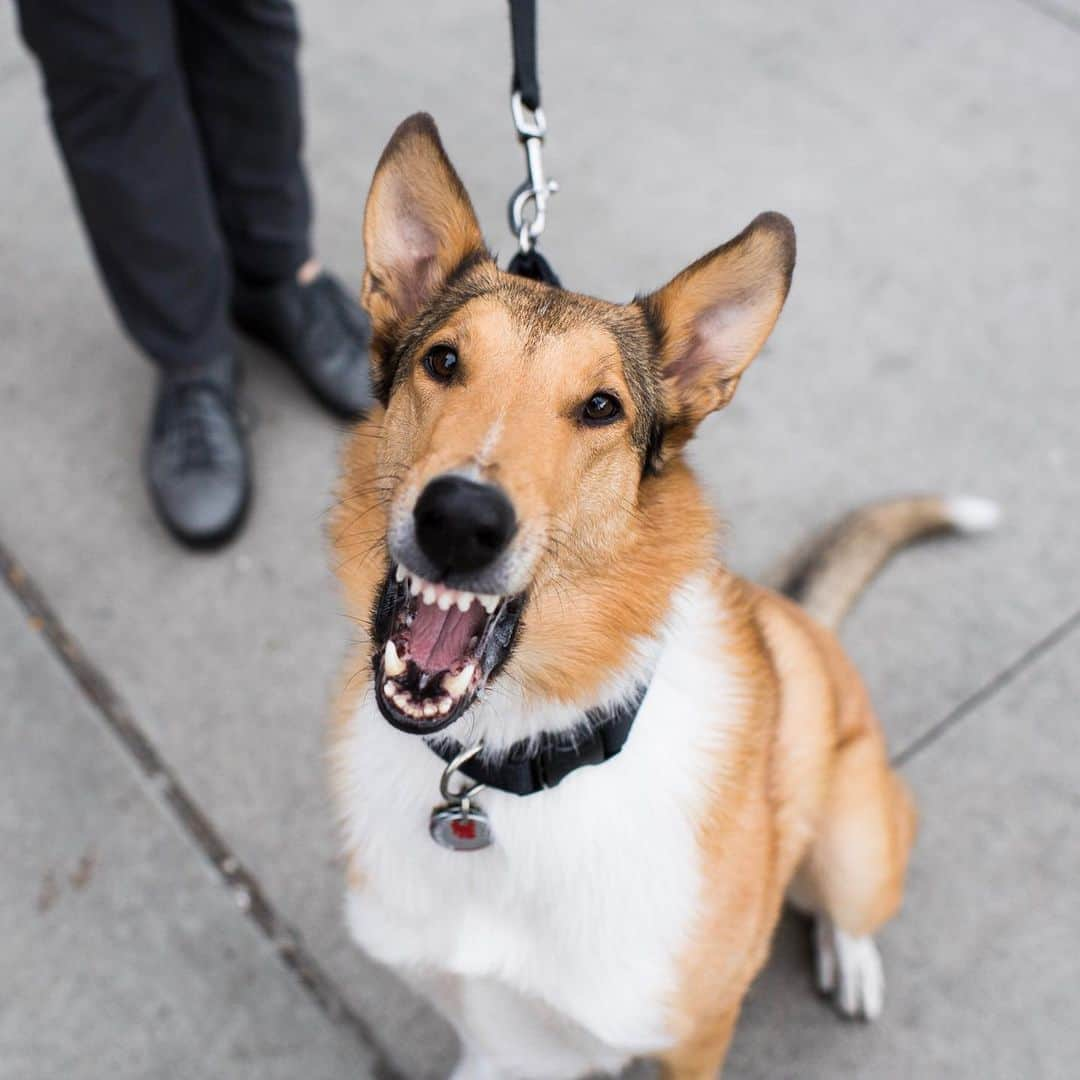 The Dogistさんのインスタグラム写真 - (The DogistInstagram)「Lily, Smooth Collie (5 y/o), 15th & 10th Ave., New York, NY • “She barks when I talk too much to people. She likes to be the center of attention (in a lovely way).”」5月10日 8時13分 - thedogist