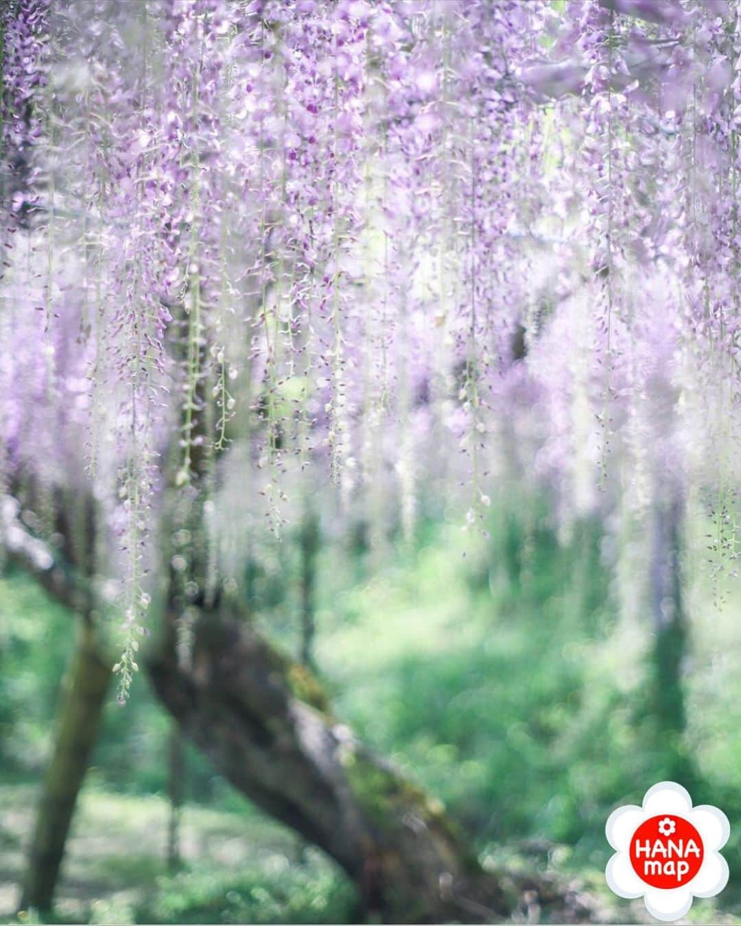 はなまっぷ❁日本の花風景のインスタグラム