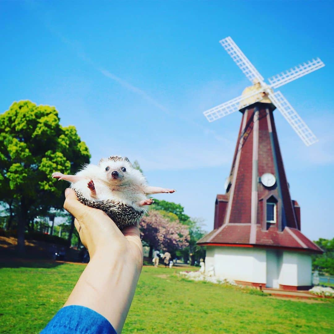 あずきさんのインスタグラム写真 - (あずきInstagram)「I can fly in the sky🕊🕊🕊 Monaka always spread her arms wide when I held up her😆💕 もなさん、持ち上げるといつも両手広げて飛ぼうとします✈️✨✨ . 真横に広がるのが凄い😳 . . . #浮間公園 #ukimapark #icanfly #park #flyinginthesky #風車 #公園散歩 #空も飛べるはず  #はりねずみ #ハリネズミ #hedgehog #pygmyhedgehog #lovelypet #cuteanimals #はりねずみのもなか #hedgie #고슴도치 #刺猬 #hedgehogazuki  #hedgehogsofinstagram  #hedgehogazuki #petscorner  #cutepetclub #worldofcutepets」5月10日 8時27分 - hedgehog_azuki