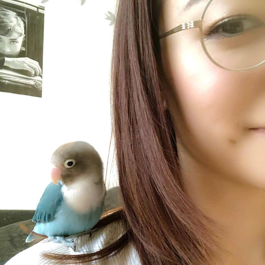 新井恵理那さんのインスタグラム写真 - (新井恵理那Instagram)「愛鳥、愛鳥〜♪∧( 'Θ' )∧(´ε｀ ) きょうから愛鳥週間です♪♪♪ みんな半顔(o^^o) #愛鳥週間 #ラピス #ブルーボタンインコ #オードリーへプバーン #新井恵理那」5月10日 8時45分 - elina_arai