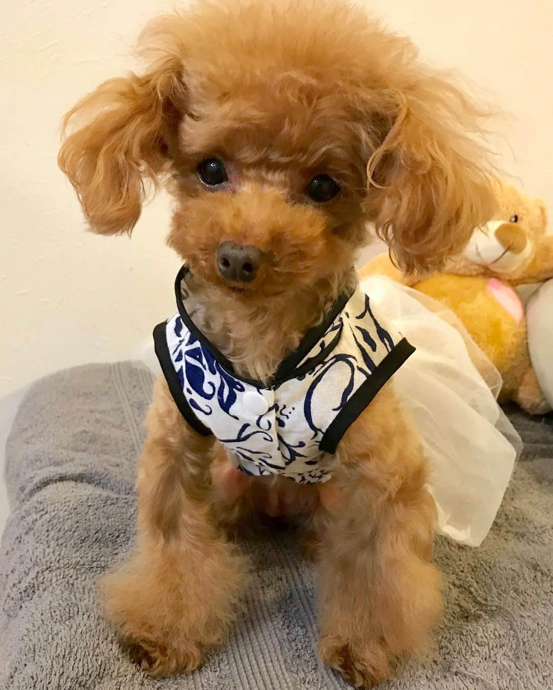 toshiyaotsuboさんのインスタグラム写真 - (toshiyaotsuboInstagram)「おばあちゃまの台湾土産🐶😆 可愛いチャイナ服を貰いました👍 #プードル#トイプードル#ティーカッププードル#犬#poodle#teacuppoodle#toypoodle#dog#dogstagram#instadog#푸들#caniche#Pudel#貴婦狗#animalsco」5月10日 8時48分 - toshiyaotsubo