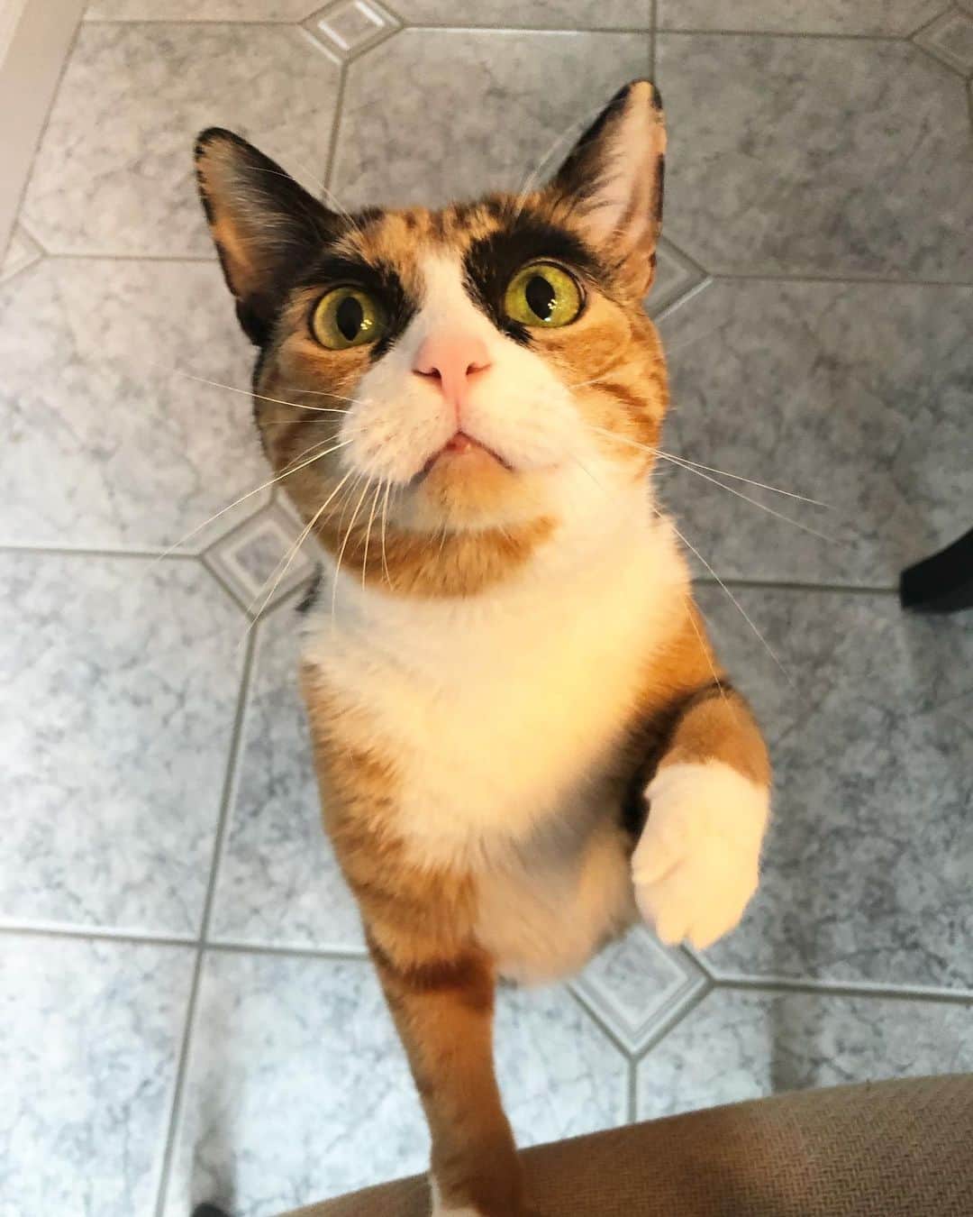 リリーのインスタグラム：「Patiently waiting for some chicken 🍗」