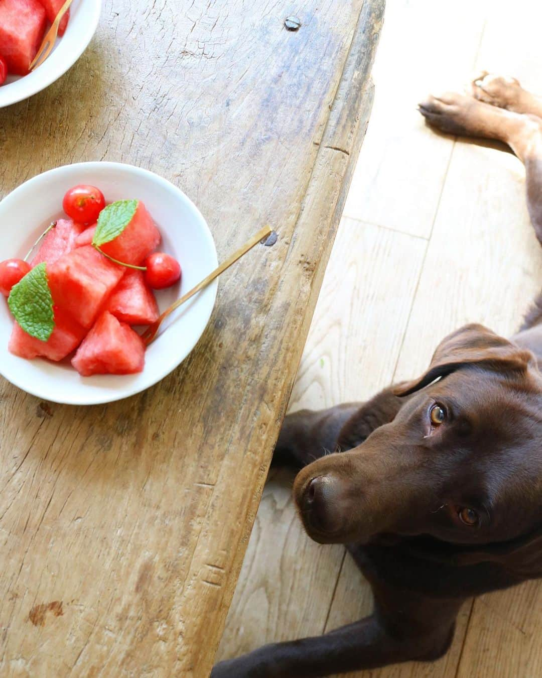 masakiさんのインスタグラム写真 - (masakiInstagram)「今日のおめざ🍉 庭をパンイチでウロつく原始人に、ミントはいらんと言われました…」5月10日 9時01分 - mogurapicassowols