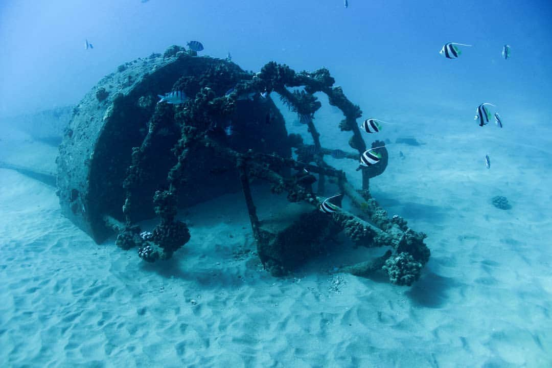 And Youさんのインスタグラム写真 - (And YouInstagram)「One species trash is another's treasure 🌊. . Boat wrecks and other marine rubbish often become the new homes of coral and fish species. . . . #discoverocean #ocean #chasingcoral #marinelife #pelagic」5月10日 9時44分 - dolphinsandyou