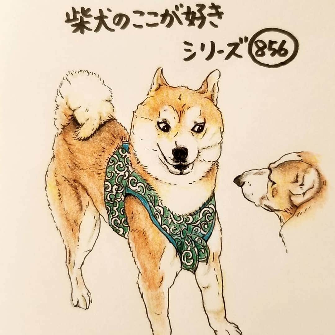 ハナとソラさんのインスタグラム写真 - (ハナとソラInstagram)「* 『柴犬のここが好きシリーズ856』 驚いたときに アニメになるとこ。  ディズニーアニメのキャラクターみたいになるよね😂 * No.856 “Oh, you spooked me!” * モデルは @shibainu__santa さんとこのさん太くんです💕 * #柴犬のここが好き #favoritepartsofshibainu #illustration #drowing #dogart #shibastagram #shibainu #colorpencil #柴犬 #しばすたぐらむ #アニメっぽい #色鉛筆 #イラスト #しばこうロス #柴公園 #柴公園イラスト #柴公園エンディング #ここ柴部」5月10日 19時24分 - nsdikm_hanasora