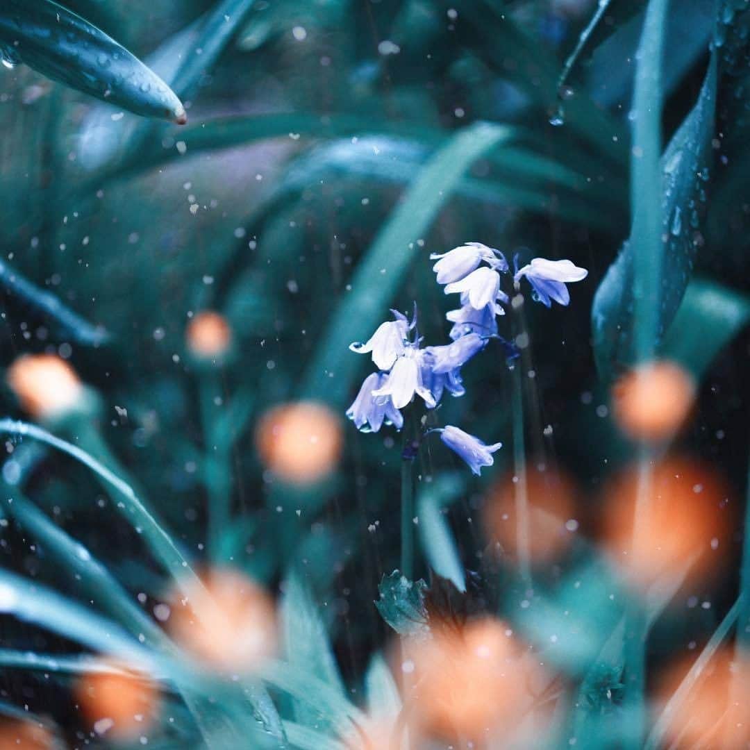 花の写真館のインスタグラム：「Photo by @sse0055.⠀ https://instagram.com/sse0055/⠀ .⠀ Original Post[投稿頂いたURL]⠀ https://www.instagram.com/p/BgGijoNFpdV/⠀ .⠀ 本アカウントは、 #私の花の写真 をつけてInstagramに投稿された皆さまの花の写真や、「花の写真館」Facebookページで投稿された花の写真を紹介します。⠀ 「花の写真館」Facebookページは、「 @floral.photograph 」のプロフィールにあるURLからご覧ください。⠀ .⠀ #花の写真館 #floralphotograph #floralphoto #flower #flowers #富士フイルム #FUJIFILM⠀ Follow: @floral.photograph」