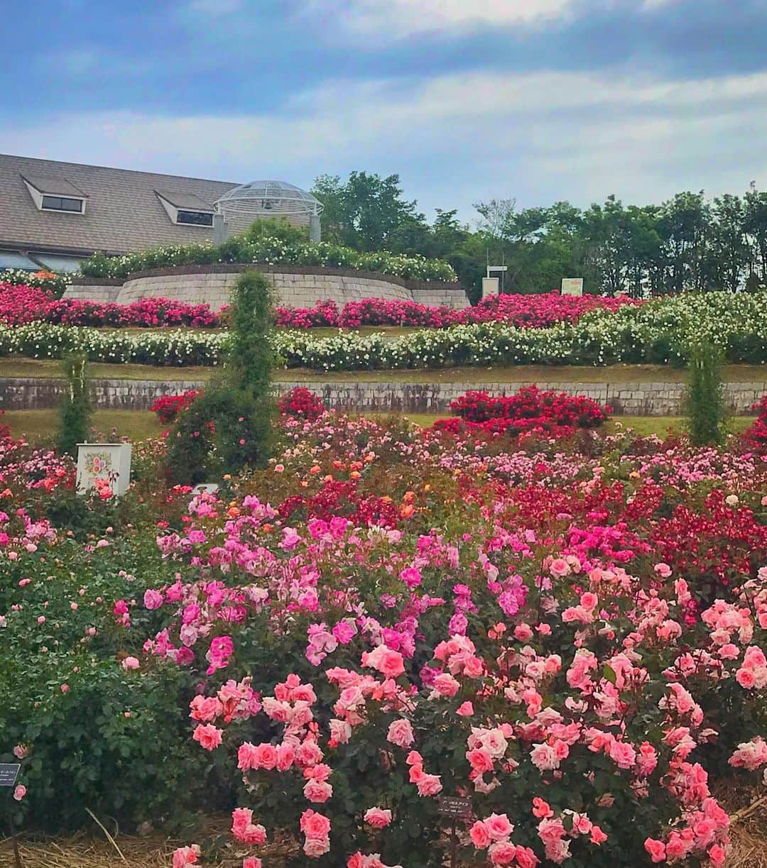 アンミカさんのインスタグラム写真 - (アンミカInstagram)「鹿児島の【かのや バラ園】へ🌹 ここは日本最大級のバラ園で、3万5千株ものバラが植えられています🌹✨ "春のバラ祭り"が開催中で、今日は見事な満開の日🌹✨歩くとそれぞれのバラの香りが風に運ばれてきて、贅沢な芳香浴を楽しみましたよ☺️💞 表情と個性あるバラ🌹達に囲まれて、とても幸せな気持ちになった一日でした❤️ 。 。 #とても珍しいお色のバラに惹かれて近づいてみると... #美智子さまが皇太子妃の時にイギリスのロイヤルガーデンの育種家から贈られたバラでした🌹 #オレンジが和の雰囲気漂い品格ある優雅な花姿 #少し歩くと可愛らしテディベアーというバラが🐻 #どこにいても旦那様との繋がりを求めてしまう私❤️ #鹿児島に到着してすぐに地震が来て少し驚きましたが宮崎の皆様大丈夫でしょうか？ #明日は5時半から6時15分までTBSサタデージャーナルに出演 #19時から21時はフジテレビ99人の壁に出演します」5月10日 19時39分 - ahnmikaofficial