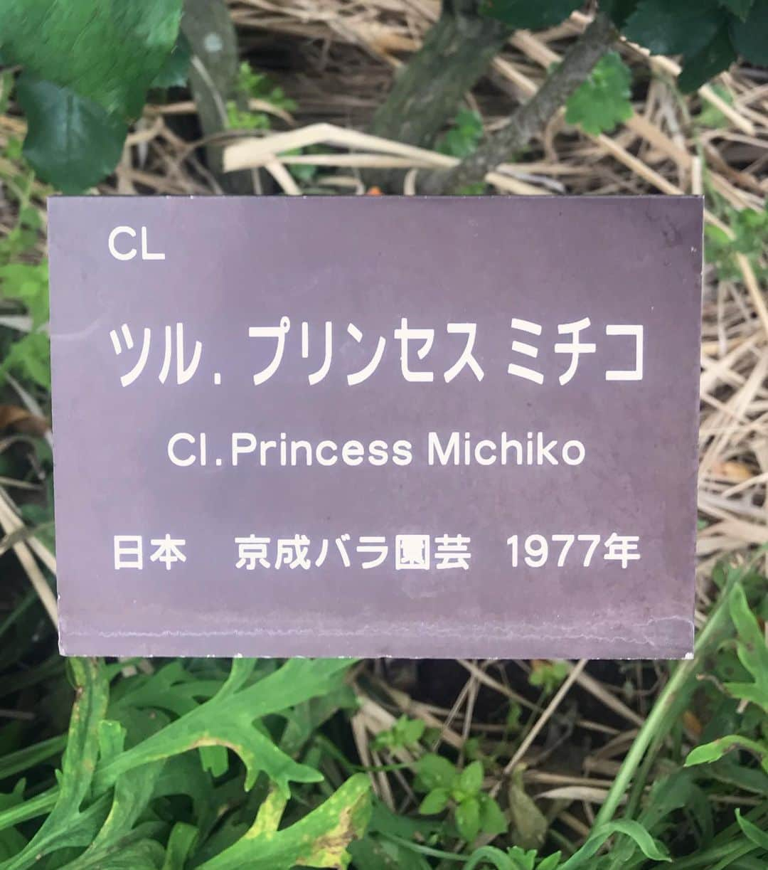 アンミカさんのインスタグラム写真 - (アンミカInstagram)「鹿児島の【かのや バラ園】へ🌹 ここは日本最大級のバラ園で、3万5千株ものバラが植えられています🌹✨ "春のバラ祭り"が開催中で、今日は見事な満開の日🌹✨歩くとそれぞれのバラの香りが風に運ばれてきて、贅沢な芳香浴を楽しみましたよ☺️💞 表情と個性あるバラ🌹達に囲まれて、とても幸せな気持ちになった一日でした❤️ 。 。 #とても珍しいお色のバラに惹かれて近づいてみると... #美智子さまが皇太子妃の時にイギリスのロイヤルガーデンの育種家から贈られたバラでした🌹 #オレンジが和の雰囲気漂い品格ある優雅な花姿 #少し歩くと可愛らしテディベアーというバラが🐻 #どこにいても旦那様との繋がりを求めてしまう私❤️ #鹿児島に到着してすぐに地震が来て少し驚きましたが宮崎の皆様大丈夫でしょうか？ #明日は5時半から6時15分までTBSサタデージャーナルに出演 #19時から21時はフジテレビ99人の壁に出演します」5月10日 19時39分 - ahnmikaofficial