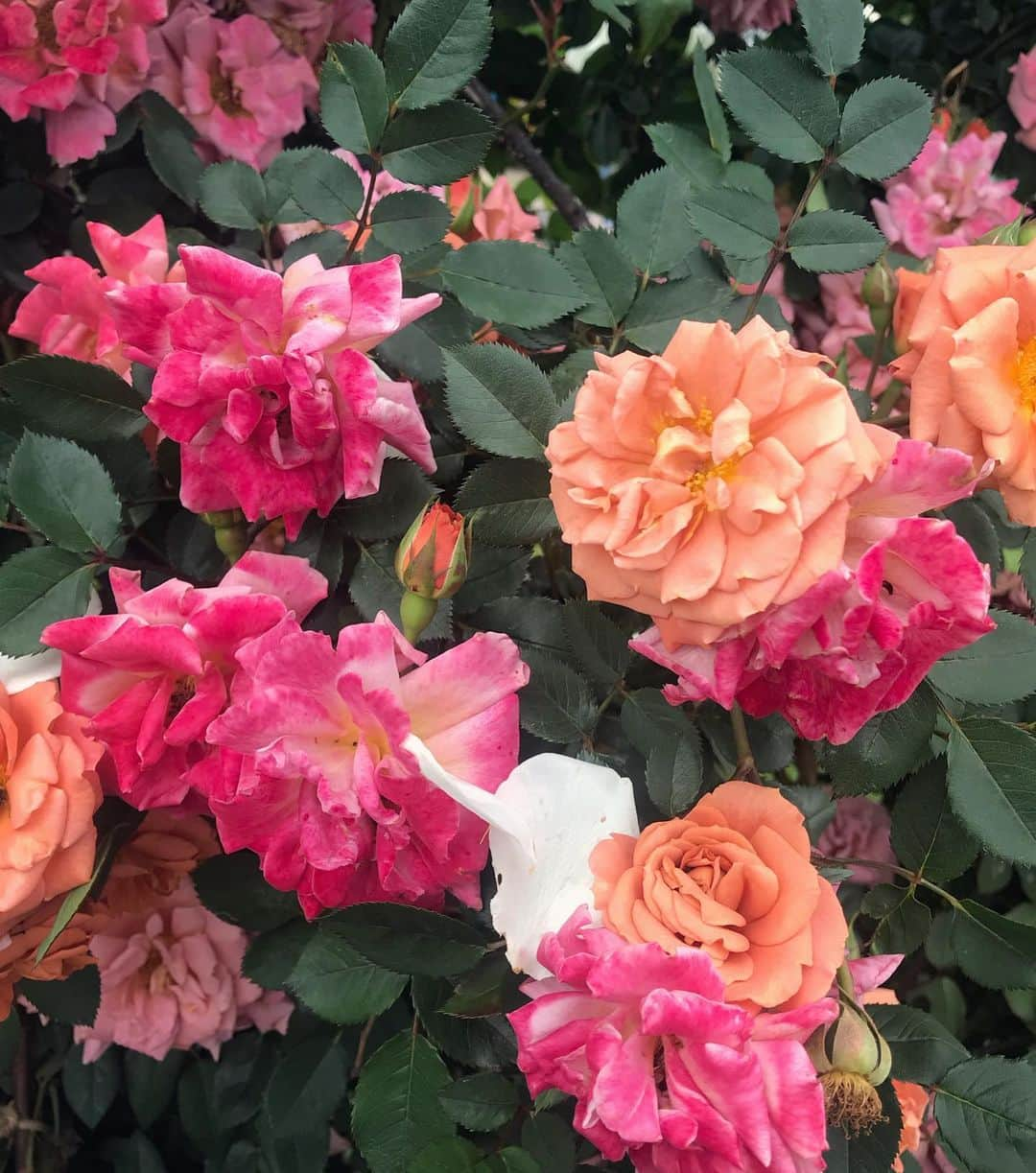 アンミカさんのインスタグラム写真 - (アンミカInstagram)「鹿児島の【かのや バラ園】へ🌹 ここは日本最大級のバラ園で、3万5千株ものバラが植えられています🌹✨ "春のバラ祭り"が開催中で、今日は見事な満開の日🌹✨歩くとそれぞれのバラの香りが風に運ばれてきて、贅沢な芳香浴を楽しみましたよ☺️💞 表情と個性あるバラ🌹達に囲まれて、とても幸せな気持ちになった一日でした❤️ 。 。 #とても珍しいお色のバラに惹かれて近づいてみると... #美智子さまが皇太子妃の時にイギリスのロイヤルガーデンの育種家から贈られたバラでした🌹 #オレンジが和の雰囲気漂い品格ある優雅な花姿 #少し歩くと可愛らしテディベアーというバラが🐻 #どこにいても旦那様との繋がりを求めてしまう私❤️ #鹿児島に到着してすぐに地震が来て少し驚きましたが宮崎の皆様大丈夫でしょうか？ #明日は5時半から6時15分までTBSサタデージャーナルに出演 #19時から21時はフジテレビ99人の壁に出演します」5月10日 19時39分 - ahnmikaofficial