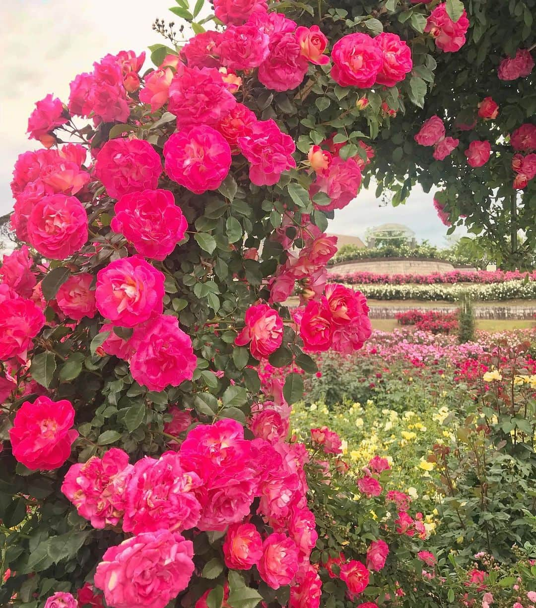 アンミカさんのインスタグラム写真 - (アンミカInstagram)「鹿児島の【かのや バラ園】へ🌹 ここは日本最大級のバラ園で、3万5千株ものバラが植えられています🌹✨ "春のバラ祭り"が開催中で、今日は見事な満開の日🌹✨歩くとそれぞれのバラの香りが風に運ばれてきて、贅沢な芳香浴を楽しみましたよ☺️💞 表情と個性あるバラ🌹達に囲まれて、とても幸せな気持ちになった一日でした❤️ 。 。 #とても珍しいお色のバラに惹かれて近づいてみると... #美智子さまが皇太子妃の時にイギリスのロイヤルガーデンの育種家から贈られたバラでした🌹 #オレンジが和の雰囲気漂い品格ある優雅な花姿 #少し歩くと可愛らしテディベアーというバラが🐻 #どこにいても旦那様との繋がりを求めてしまう私❤️ #鹿児島に到着してすぐに地震が来て少し驚きましたが宮崎の皆様大丈夫でしょうか？ #明日は5時半から6時15分までTBSサタデージャーナルに出演 #19時から21時はフジテレビ99人の壁に出演します」5月10日 19時39分 - ahnmikaofficial