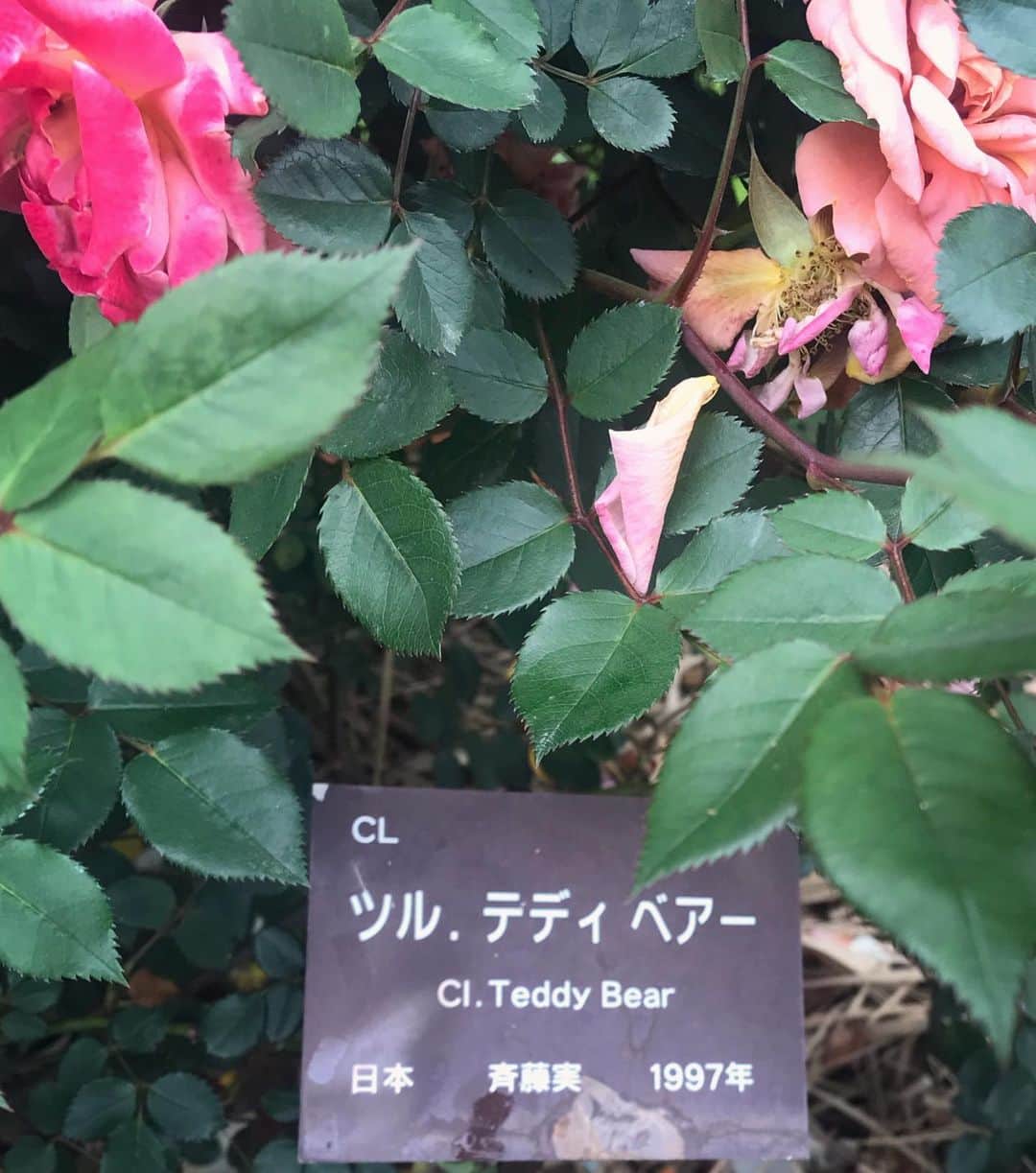 アンミカさんのインスタグラム写真 - (アンミカInstagram)「鹿児島の【かのや バラ園】へ🌹 ここは日本最大級のバラ園で、3万5千株ものバラが植えられています🌹✨ "春のバラ祭り"が開催中で、今日は見事な満開の日🌹✨歩くとそれぞれのバラの香りが風に運ばれてきて、贅沢な芳香浴を楽しみましたよ☺️💞 表情と個性あるバラ🌹達に囲まれて、とても幸せな気持ちになった一日でした❤️ 。 。 #とても珍しいお色のバラに惹かれて近づいてみると... #美智子さまが皇太子妃の時にイギリスのロイヤルガーデンの育種家から贈られたバラでした🌹 #オレンジが和の雰囲気漂い品格ある優雅な花姿 #少し歩くと可愛らしテディベアーというバラが🐻 #どこにいても旦那様との繋がりを求めてしまう私❤️ #鹿児島に到着してすぐに地震が来て少し驚きましたが宮崎の皆様大丈夫でしょうか？ #明日は5時半から6時15分までTBSサタデージャーナルに出演 #19時から21時はフジテレビ99人の壁に出演します」5月10日 19時39分 - ahnmikaofficial