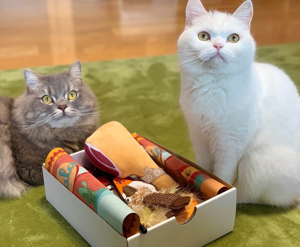 hanaのインスタグラム：「楽しみにしていたモノ届きました〜🎁﻿ ホントみんなの食いつきっぷりよ！笑﻿ ﻿ 銀ちゃんが  海に浮かぶラッコのようにクルクル興奮してたよ🥳﻿ ﻿ ハナちゃんはイカ耳でおやつに夢中♪ ﻿ これ相当美味しいね！いつも順番守るハナちゃんも今回はジャイアンになってた🥺 ←銀ちゃん﻿ ﻿ ﻿ @pecobox_official #pecobox #pecoboxが届いたよ ﻿ #ペコねこ部﻿ #cat #cats #catlover #cutecats #catsnap #catstagram #ilovemycat #adorble #ig_catclub #cats_of_instagram #kawaii #kawaii_cat #meowbox #bestmeow #fluffy #funnycritters #scottishfold #neko #kitty #ねこ #ねこ部 #ネコ #猫 #スコティッシュフォールド #スコティッシュ #ふわもこ #ふわもこ部」