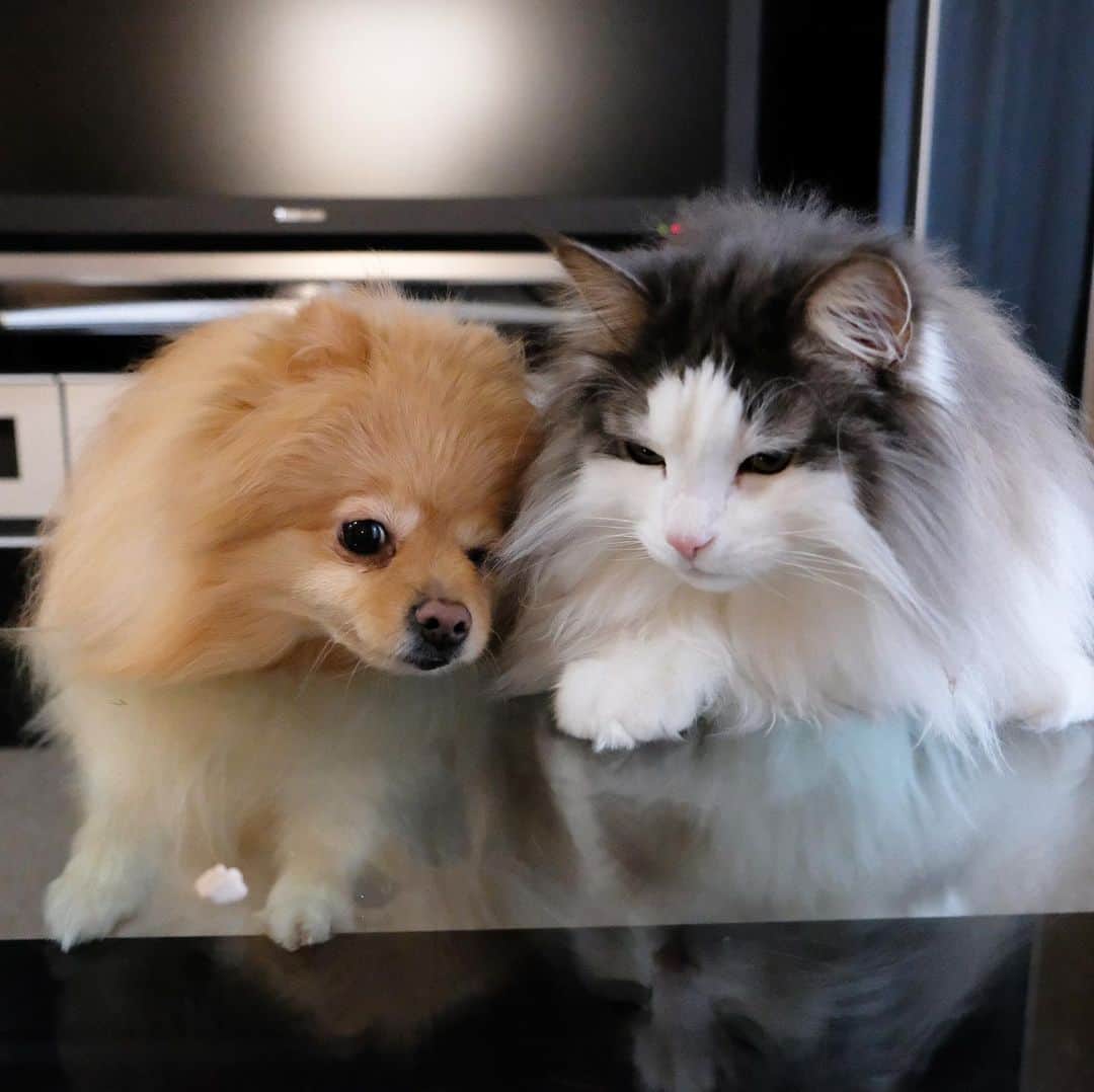 Hanaさんのインスタグラム写真 - (HanaInstagram)「* ブログ更新しました♪ プロフィールから飛べます🚀 http://kedamakyoudai.blog.jp/ * 🐱ニャンだコレ… * 👩サプリメントです * 🐶肉じゃないの？ * 肉じゃないと食い付き悪いきょうだい * * #NorwegianForestCat#Pomeranian#japan#catlover#doglover#dogs#cat#Kawaii#fluffy#pom#fluffydog#catsofinstagram#dogsofinstagram#fluffycat#ノルウェージャンフォレストキャット#ポメラニアン#gatto#pecoいぬ部#cane#ペコねこ部#可愛い#かわいい#funny#funnydog#funnycat#cute#cutedog#cutecat」5月10日 20時13分 - mofu2family
