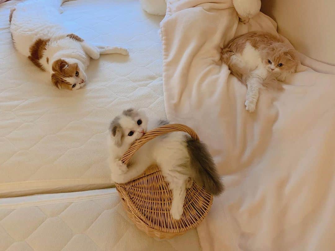 のんたのインスタグラム：「今日の夕方 ベッドの上ではしゃぐぱんちゃんを見守るのんちゃんとぼーちゃん。優しいお兄ちゃんとお姉ちゃんです✨宝物のような時間でした。 ・ 日々の細かい出来事はTwitterに記録しています。よかったらのぞいてみてください🐦アカウントは同じutacciです！ ・ #scottishfold #catstagram_japan #catsofinstagram #cats_of_instagram #catoftheday #purr #bestmeow #catlover #cutecat #kittensofinstagram #cute #スコティッシュフォールド#スコティッシュフォールドロングヘア#brotherandsisters#兄妹猫#mybaby#myangel#preciousmoments」