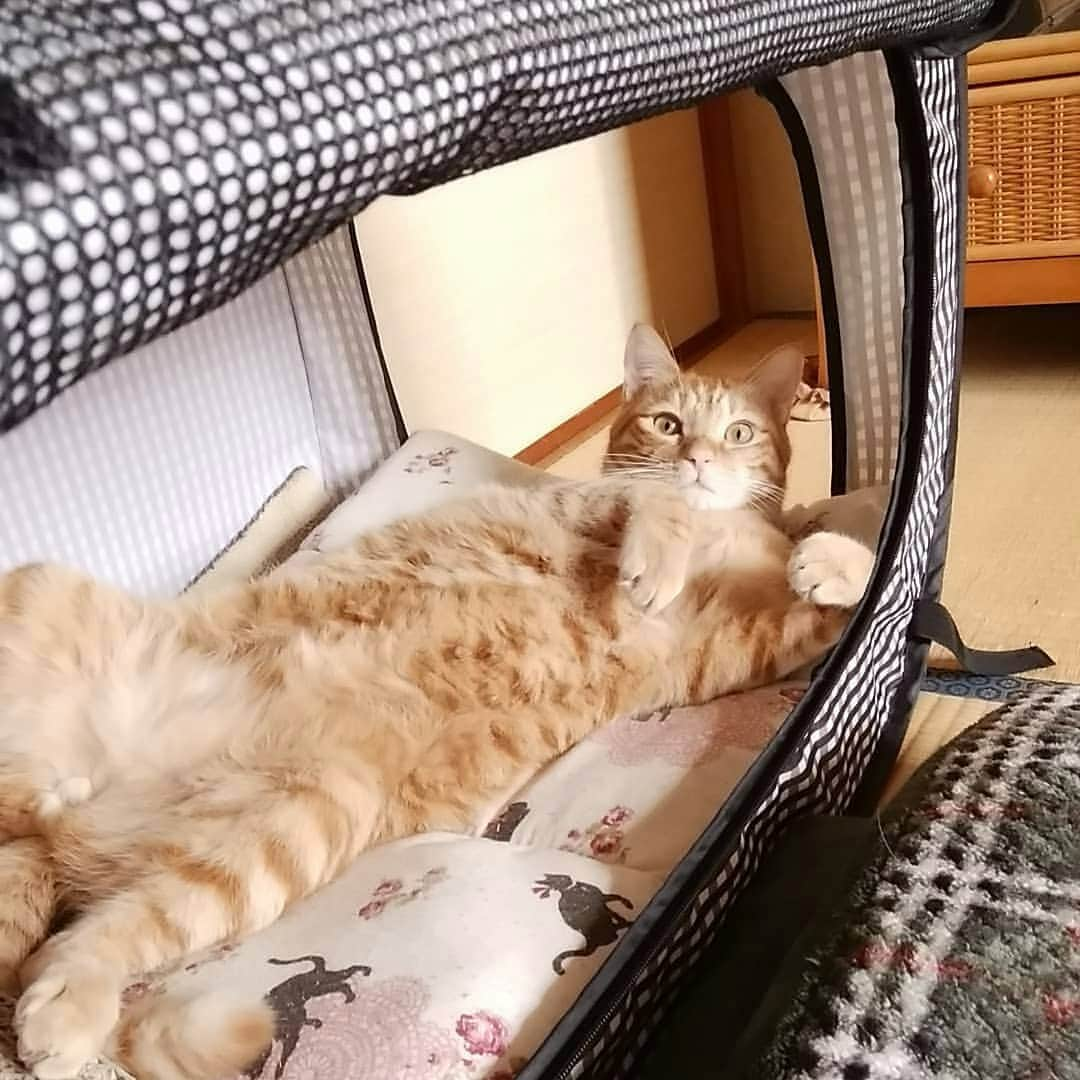 猫壱（ねこいち•ネコイチ）さんのインスタグラム写真 - (猫壱（ねこいち•ネコイチ）Instagram)「【#猫と避難 するための#チェックリスト 】 本日ちょっと大きめの地震がありましたね。 おけがなどはなかったでしょうか？ ▫ ▫ 再ポストになってしまいますが、#猫と避難するための防災リスト をご紹介します。 万が一に備えて見直しを！ ▫ ▫ ＊キャリーorケージ(両方あると安心)・ハーネスorリード・迷子札 ＊ご飯(普段食べているもの最低3日分) ＊お水(ペット用はもらえないこともあるので人間とは別でご用意を！) ＊食器(断水している場合もあるので紙タイプのもの・もしくは普段のお皿にサランラップを引いて洗わずに済むようにするといいでしょう) ＊トイレ(簡易なもの・最悪プラスチック容器とかでも)・消臭剤 ↑出来ればペットシーツで出来るのであればペットシーツの方が便利です。砂でしかおトイレができないのであれば砂。 ＊ビニール袋(人間でも使えるので数枚いれておきましょう) ＊常備薬 ▫ ▫ あまり重たくなりすぎると咄嗟に動けなくなります。 最低限必要な、咄嗟にもって走れるくらいの重さの避難用持ち出し袋を用意しましょう。 いまいちど、用意ができているかご確認を😺 ▫ ▫ ::::::::#猫壱 :::::: Instagramに登場した商品はプロフィールのリンクよりご覧いただけます。 お写真の商品は折り畳めてコンパクトに持ち運びができる#ポータブルケージ でした。 気になる方は @necoichicojp からチェックしてくださいね。 ▫」5月10日 20時30分 - necoichicojp