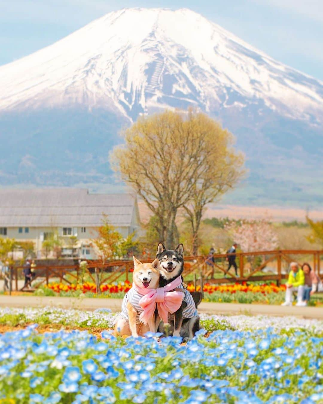 柴犬 けんしろう ゆりあさんのインスタグラム写真 - (柴犬 けんしろう ゆりあInstagram)「🐶💠🌷🗻🐶 . 「富士山 ネモフィラ チューリップ けんゆり」 私の大好きなものを詰め込んだ一枚☺️💛 . . 去年からずーっと 富士山とネモフィラの共演を 楽しみにしてました✨ . . Location: 山梨」5月10日 20時37分 - nerishiro