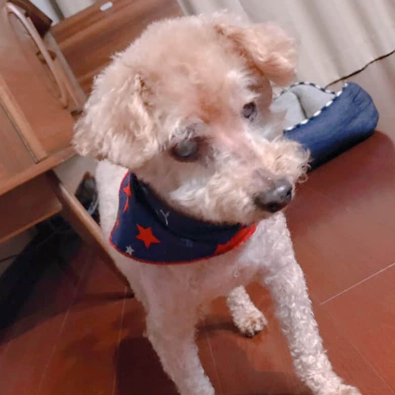 中村秀香のインスタグラム：「我が家の愛犬みるく君。  カット✂️に行ってスッキリ！ トリマーさんにスカーフを着けてもらったようです☺️ .  14歳で、もうお爺ちゃんですが まだまだ食欲旺盛で元気です🌸 .  #愛犬 #みるく #トリミング」