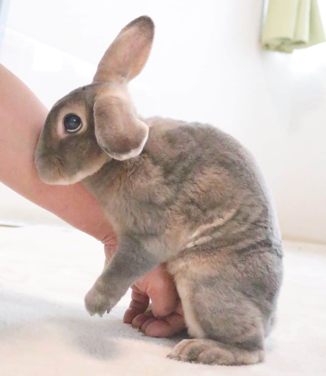 Kayoのインスタグラム：「半分ロップの上目遣い♡」