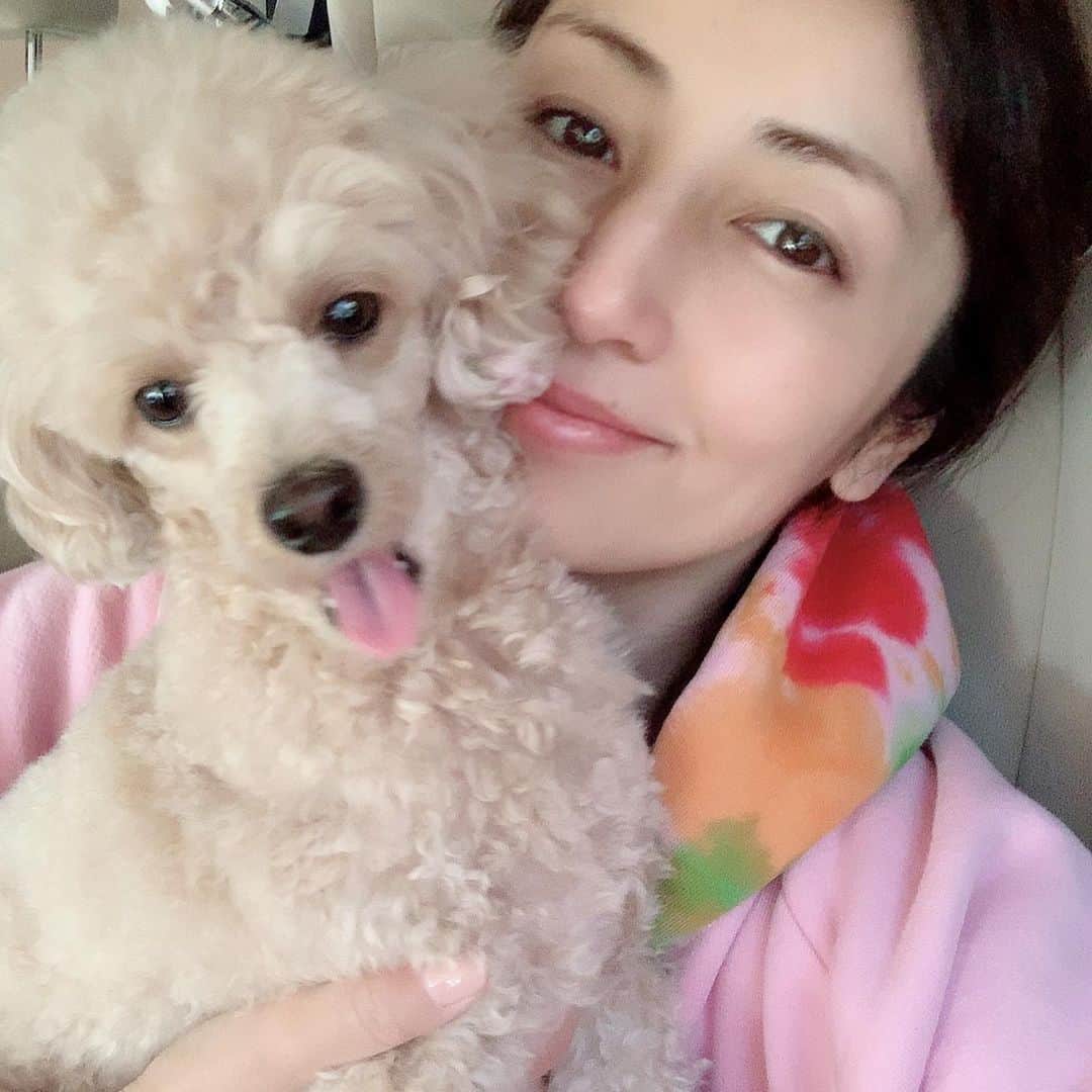 矢田亜希子さんのインスタグラム写真 - (矢田亜希子Instagram)「私の仕事の間にもなかさんトリミングへ♪ #矢田亜希子 #akikoyada #愛犬#トリミング#トイプードル#トイプードルアプリコット#toypoodle #toypoodleapricot  #ピンク#cherrylosangeles」5月10日 12時18分 - akiko_yada