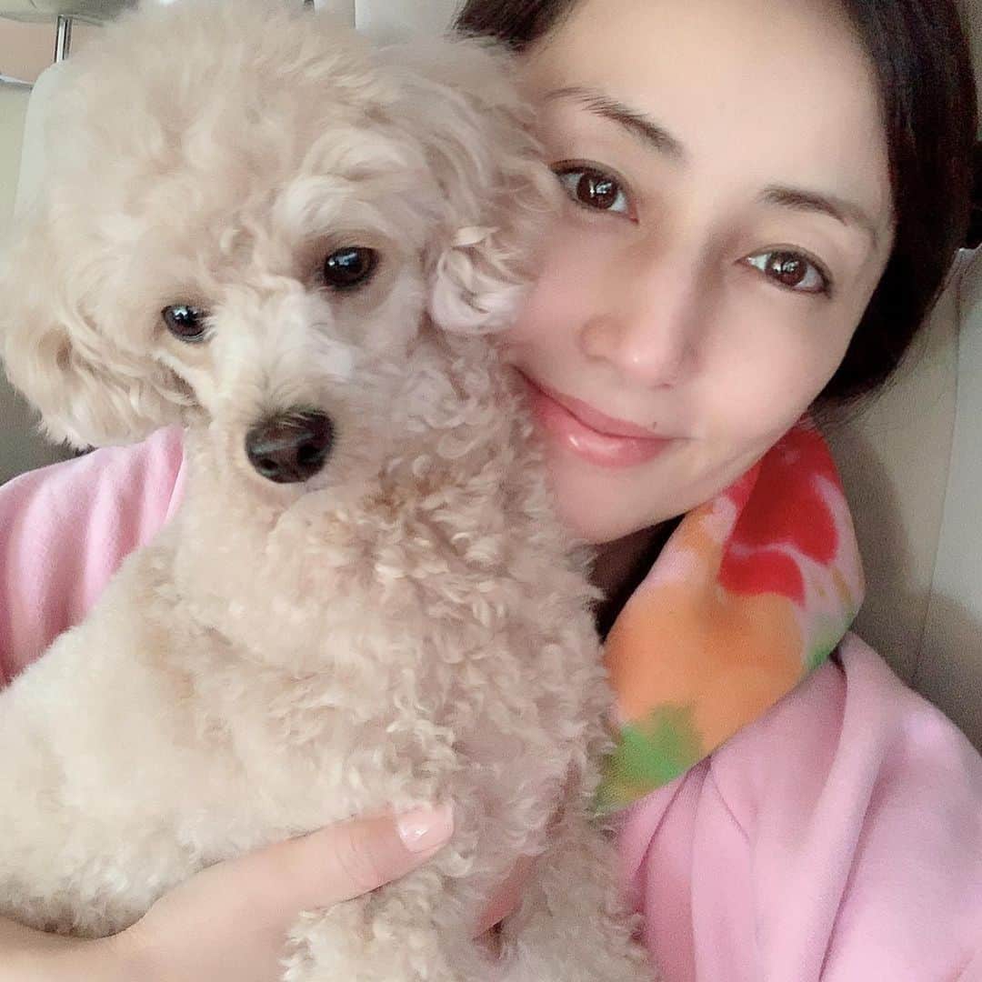 矢田亜希子さんのインスタグラム写真 - (矢田亜希子Instagram)「私の仕事の間にもなかさんトリミングへ♪ #矢田亜希子 #akikoyada #愛犬#トリミング#トイプードル#トイプードルアプリコット#toypoodle #toypoodleapricot  #ピンク#cherrylosangeles」5月10日 12時18分 - akiko_yada