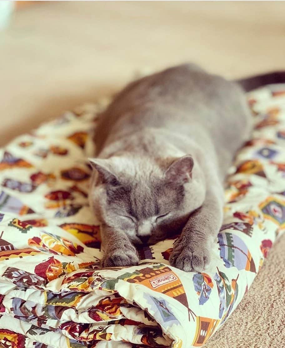 PECOねこ部さんのインスタグラム写真 - (PECOねこ部Instagram)「「この毛布を独り占めにゃ…💘」﻿ #そろそろ衣替えの時期﻿ #いつも使っている毛布を﻿ #夏用に取り替えたら﻿ #早速満喫しているめいちゃん﻿ #気持ち良さそうに寝てます🙃﻿ ﻿ 素敵な写真を投稿してくださったのは…﻿ #regram : @maygram529 さん⭐️﻿ 他にも素敵なお写真がたくさんあるので、ぜひ遊びに行ってみてください♪﻿ ﻿ #ペコねこ部 をつけて投稿すると…﻿ PECOで楽しくご紹介させていただきます❣️」5月10日 12時22分 - pecocats