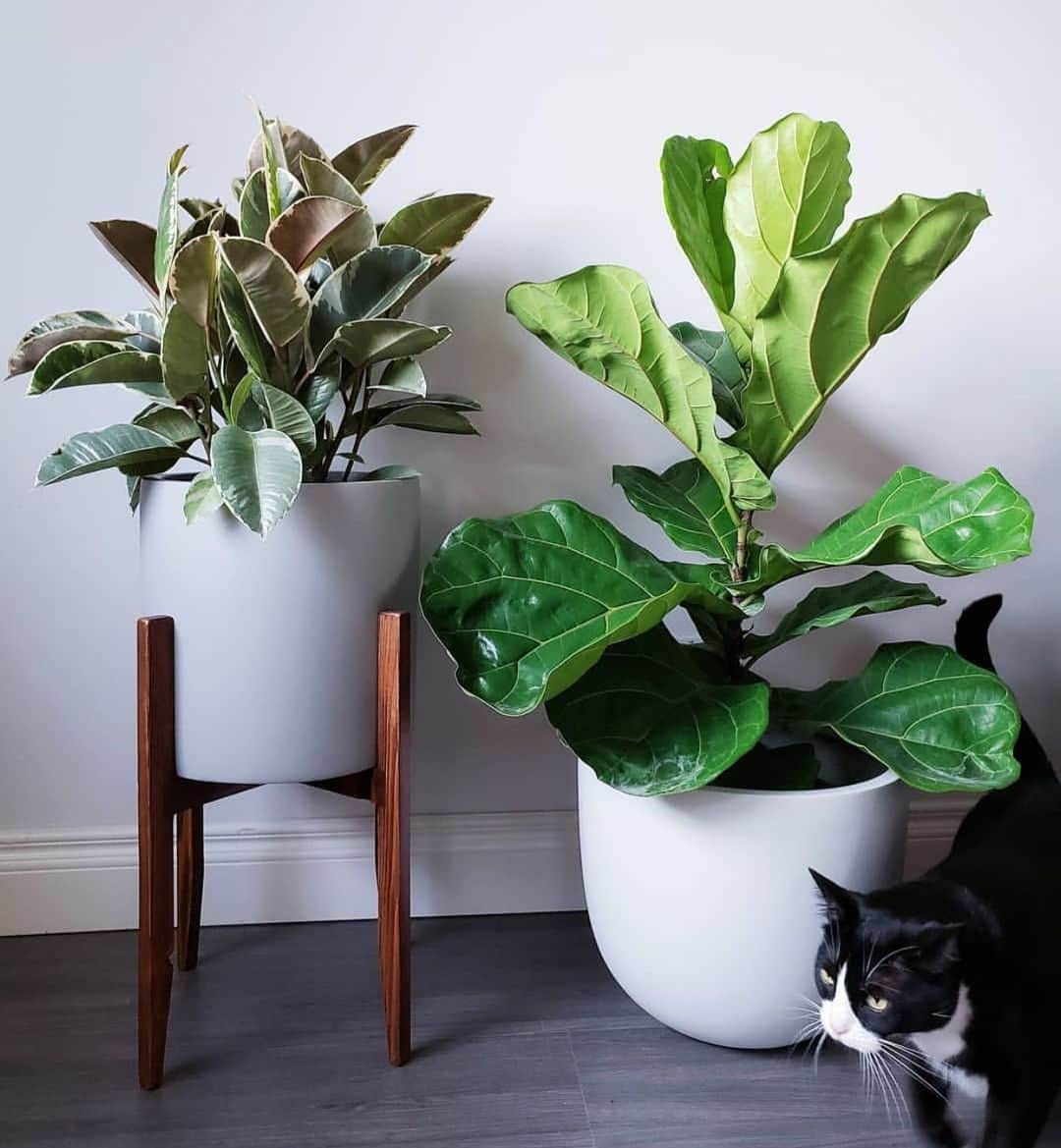 さんのインスタグラム写真 - (Instagram)「@everydayplants_la Live plants Simply Delivered To Your Door 📦🚪🌿🌵 Check out their online store 😊😍 #plants #homedecor」5月10日 12時22分 - meekind_com