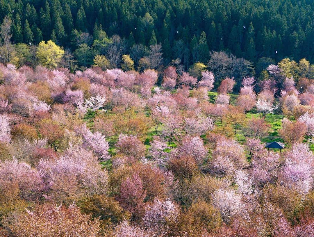 詩歩さんのインスタグラム写真 - (詩歩Instagram)「﻿🌸﻿ ﻿ 令和最初のお花見🍡﻿ Cherry blossom trees were still blooming in Fukushima!﻿ ﻿ There are about 3,000 trees here and they bloom in begging of May. ﻿ ﻿ 去年から行きたいと思ってた、とっておきの場所。﻿ GW頃に満開を迎える、福島の #桜峠 です🌸﻿ ﻿ 遅咲きのオオヤマザクラがなんと約3000本！﻿ 2001年に愛子さまのご誕生を記念して植樹されたものだそう。﻿ ﻿ 山の斜面にある桜並木を歩いて抜けると、突然、斜面の下にこの景色が広がっているのです！﻿ いや〜、圧巻だったな〜。﻿ ﻿ 桜吹雪で花びらが散る様子も、また美しみ。﻿ 写真にも花びらが写ってるので拡大して見てみて！！﻿ 2枚目は夕日に染まる桜です。﻿ ﻿ ﻿ 📸﻿ ﻿ 近くにはエメラルドグリーンな #五色沼 もあるので、合わせて旅してきました。﻿ 東京から電車で日帰りできたよ〜🚃﻿ 桜峠温泉も入りたかった♨️﻿ ﻿ 今年の桜はもう散ってしまっているので、来年ぜひ訪れてみてください☺️🌱﻿ ﻿ ﻿ ﻿ ﻿ ﻿📸5th May 2019﻿ 📍桜峠／福島県 裏磐梯﻿ 📍Sakura touge(cherry blossom path)／Fukushima Ura-Bandai﻿ ﻿﻿﻿ ﻿﻿﻿ ﻿﻿﻿﻿ ©︎Shiho/詩歩﻿」5月10日 12時42分 - shiho_zekkei