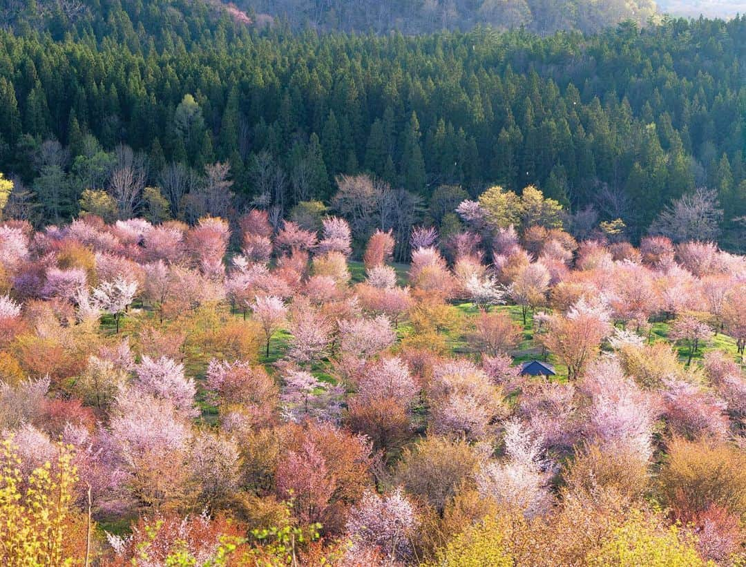 詩歩さんのインスタグラム写真 - (詩歩Instagram)「﻿🌸﻿ ﻿ 令和最初のお花見🍡﻿ Cherry blossom trees were still blooming in Fukushima!﻿ ﻿ There are about 3,000 trees here and they bloom in begging of May. ﻿ ﻿ 去年から行きたいと思ってた、とっておきの場所。﻿ GW頃に満開を迎える、福島の #桜峠 です🌸﻿ ﻿ 遅咲きのオオヤマザクラがなんと約3000本！﻿ 2001年に愛子さまのご誕生を記念して植樹されたものだそう。﻿ ﻿ 山の斜面にある桜並木を歩いて抜けると、突然、斜面の下にこの景色が広がっているのです！﻿ いや〜、圧巻だったな〜。﻿ ﻿ 桜吹雪で花びらが散る様子も、また美しみ。﻿ 写真にも花びらが写ってるので拡大して見てみて！！﻿ 2枚目は夕日に染まる桜です。﻿ ﻿ ﻿ 📸﻿ ﻿ 近くにはエメラルドグリーンな #五色沼 もあるので、合わせて旅してきました。﻿ 東京から電車で日帰りできたよ〜🚃﻿ 桜峠温泉も入りたかった♨️﻿ ﻿ 今年の桜はもう散ってしまっているので、来年ぜひ訪れてみてください☺️🌱﻿ ﻿ ﻿ ﻿ ﻿ ﻿📸5th May 2019﻿ 📍桜峠／福島県 裏磐梯﻿ 📍Sakura touge(cherry blossom path)／Fukushima Ura-Bandai﻿ ﻿﻿﻿ ﻿﻿﻿ ﻿﻿﻿﻿ ©︎Shiho/詩歩﻿」5月10日 12時42分 - shiho_zekkei