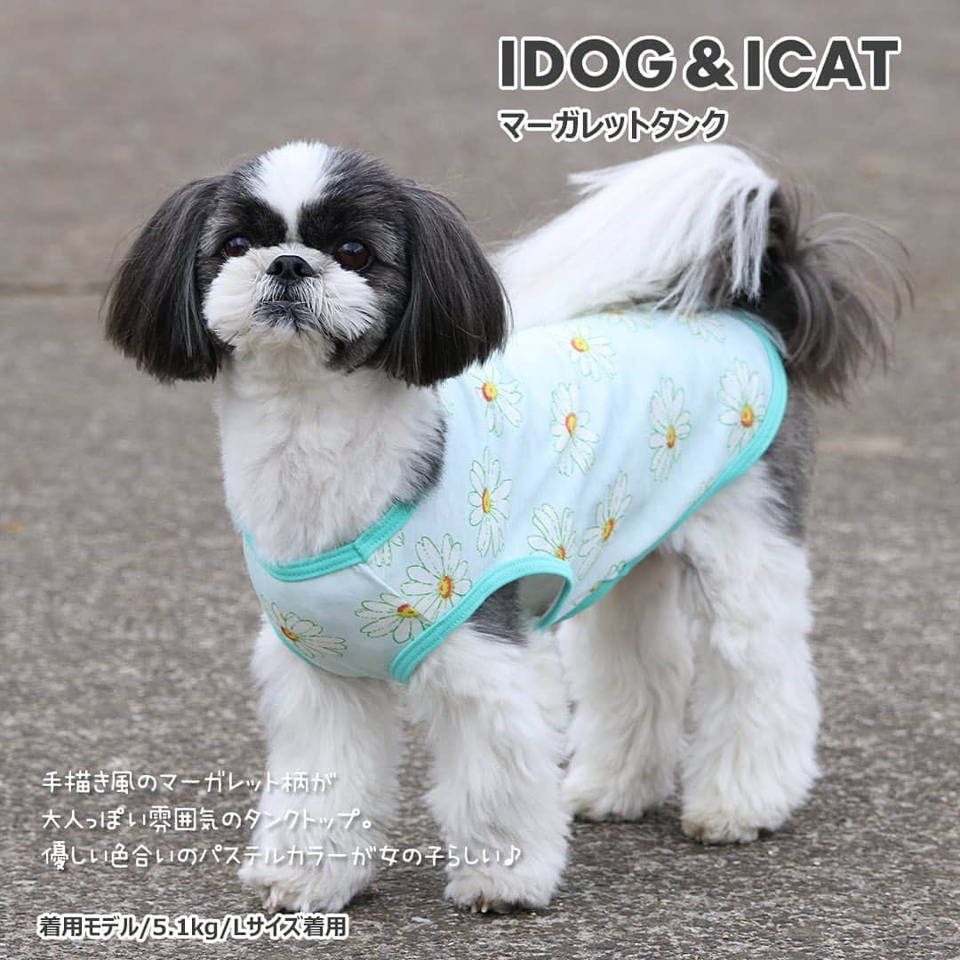 iDog&iCatさんのインスタグラム写真 - (iDog&iCatInstagram)「. 【1枚1080円～大人気プチプラウェア発売開始！】 . IDOG&ICATでは5/10より、販売開始しております♪ 楽天店舗URL：https://item.rakuten.co.jp/idog/c/0000000129/ . 寒い冬を越え、だんだんと暖かくなってきた今日この頃。 今すぐから暑い夏まで着られる春夏ウェアを多数販売♪ . 700円のカジュアルなタンクや涼しげなシャツまで！ 安くてカワイイウェアが11型UP♪ 在庫限りで販売終了になるので、お気に入りが見つかりましたら、お早目にどうぞ★ . イベントの詳細はプロフィールのURLからご確認ください♪ . . IDOG&ICAT公式LINEをお友達登録でお得な情報をゲットしよう！LINE ID『 ＠idogicat 』で検索♪ . #iDog #iDogiCat #iCat #ペット服 #ドッグウェア #新作 #プチプラ #犬服 #犬の服 #犬の服iDog #犬 #超小型犬 #小型犬 #中型犬  #キャットウェア #猫服 #猫の服 #猫の服iCat #猫#わんすたぐらむ #dog #にゃんすたぐらむ #cat #チワワ#トイプードル #ミニチュアダックスフンド#MIX犬」5月10日 12時55分 - idogicat