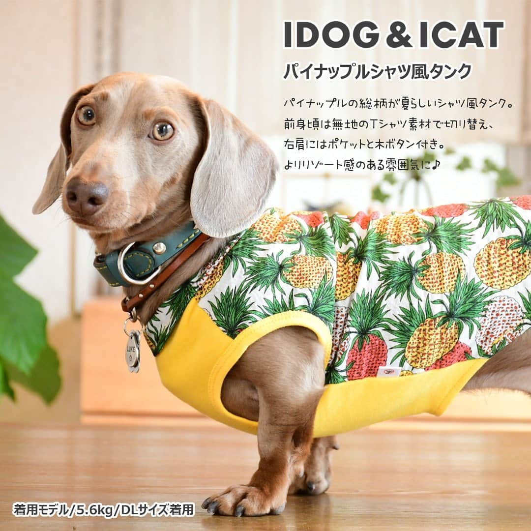 iDog&iCatさんのインスタグラム写真 - (iDog&iCatInstagram)「. 【1枚1080円～大人気プチプラウェア発売開始！】 . IDOG&ICATでは5/10より、販売開始しております♪ 楽天店舗URL：https://item.rakuten.co.jp/idog/c/0000000129/ . 寒い冬を越え、だんだんと暖かくなってきた今日この頃。 今すぐから暑い夏まで着られる春夏ウェアを多数販売♪ . 700円のカジュアルなタンクや涼しげなシャツまで！ 安くてカワイイウェアが11型UP♪ 在庫限りで販売終了になるので、お気に入りが見つかりましたら、お早目にどうぞ★ . イベントの詳細はプロフィールのURLからご確認ください♪ . . IDOG&ICAT公式LINEをお友達登録でお得な情報をゲットしよう！LINE ID『 ＠idogicat 』で検索♪ . #iDog #iDogiCat #iCat #ペット服 #ドッグウェア #新作 #プチプラ #犬服 #犬の服 #犬の服iDog #犬 #超小型犬 #小型犬 #中型犬  #キャットウェア #猫服 #猫の服 #猫の服iCat #猫#わんすたぐらむ #dog #にゃんすたぐらむ #cat #チワワ#トイプードル #ミニチュアダックスフンド#MIX犬」5月10日 12時55分 - idogicat