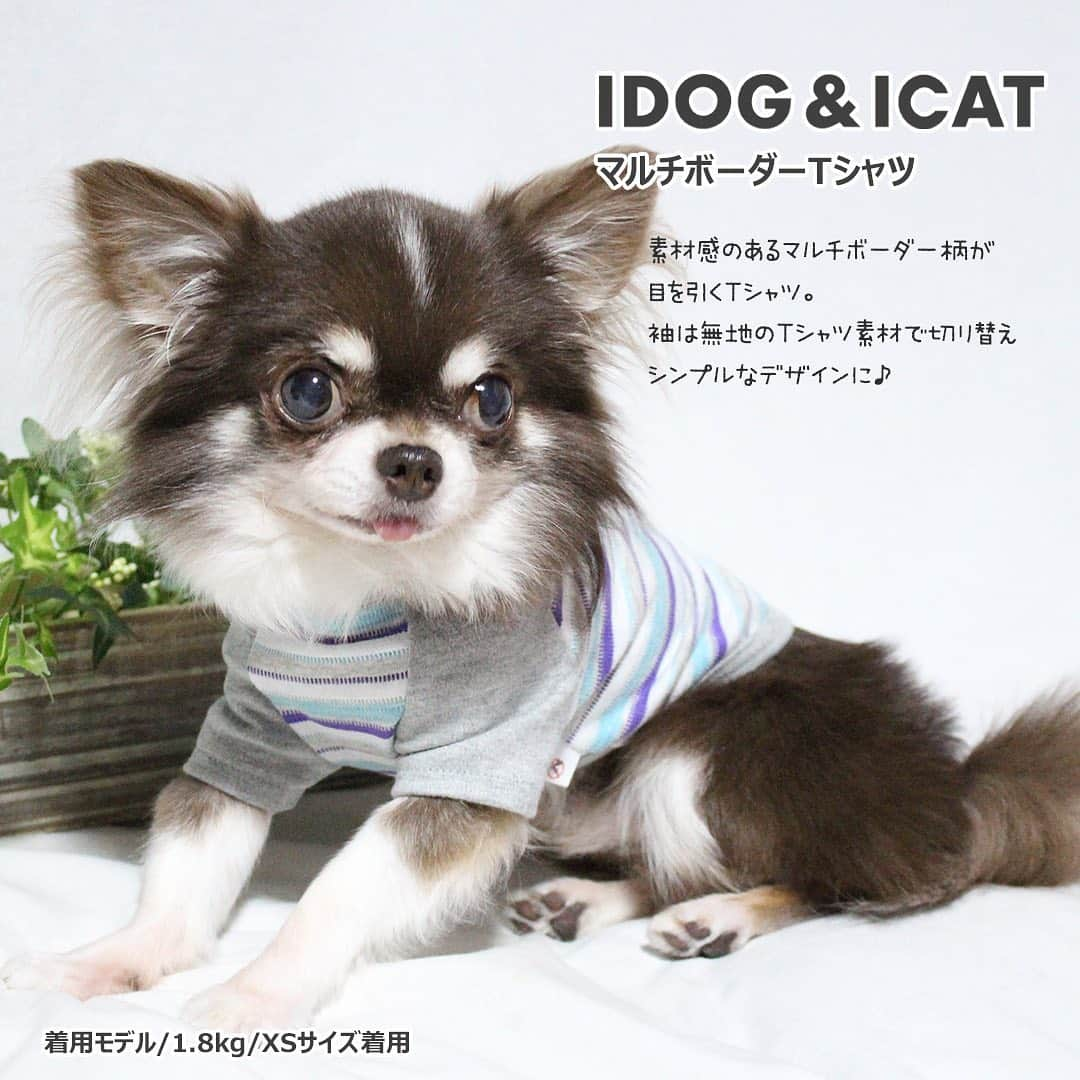 iDog&iCatさんのインスタグラム写真 - (iDog&iCatInstagram)「. 【1枚700円～大人気プチプラウェア発売開始！】 . IDOG&ICATでは5/10より、販売開始しております♪ 楽天店舗URL：https://item.rakuten.co.jp/idog/c/0000000129/ . 在庫限りで販売終了になるので、お気に入りが見つかりましたら、お早目にどうぞ★ . イベントの詳細はプロフィールのURLからご確認ください♪ . . IDOG&ICAT公式LINEをお友達登録でお得な情報をゲットしよう！LINE ID『 ＠idogicat 』で検索♪ . #iDog #iDogiCat #iCat #ペット服 #ドッグウェア #新作 #プチプラ #犬服 #犬の服 #犬の服iDog #犬 #超小型犬 #小型犬 #中型犬  #キャットウェア #猫服 #猫の服 #猫の服iCat #猫#わんすたぐらむ #dog #にゃんすたぐらむ #cat #チワワ#トイプードル #ミニチュアダックスフンド#MIX犬」5月10日 12時57分 - idogicat