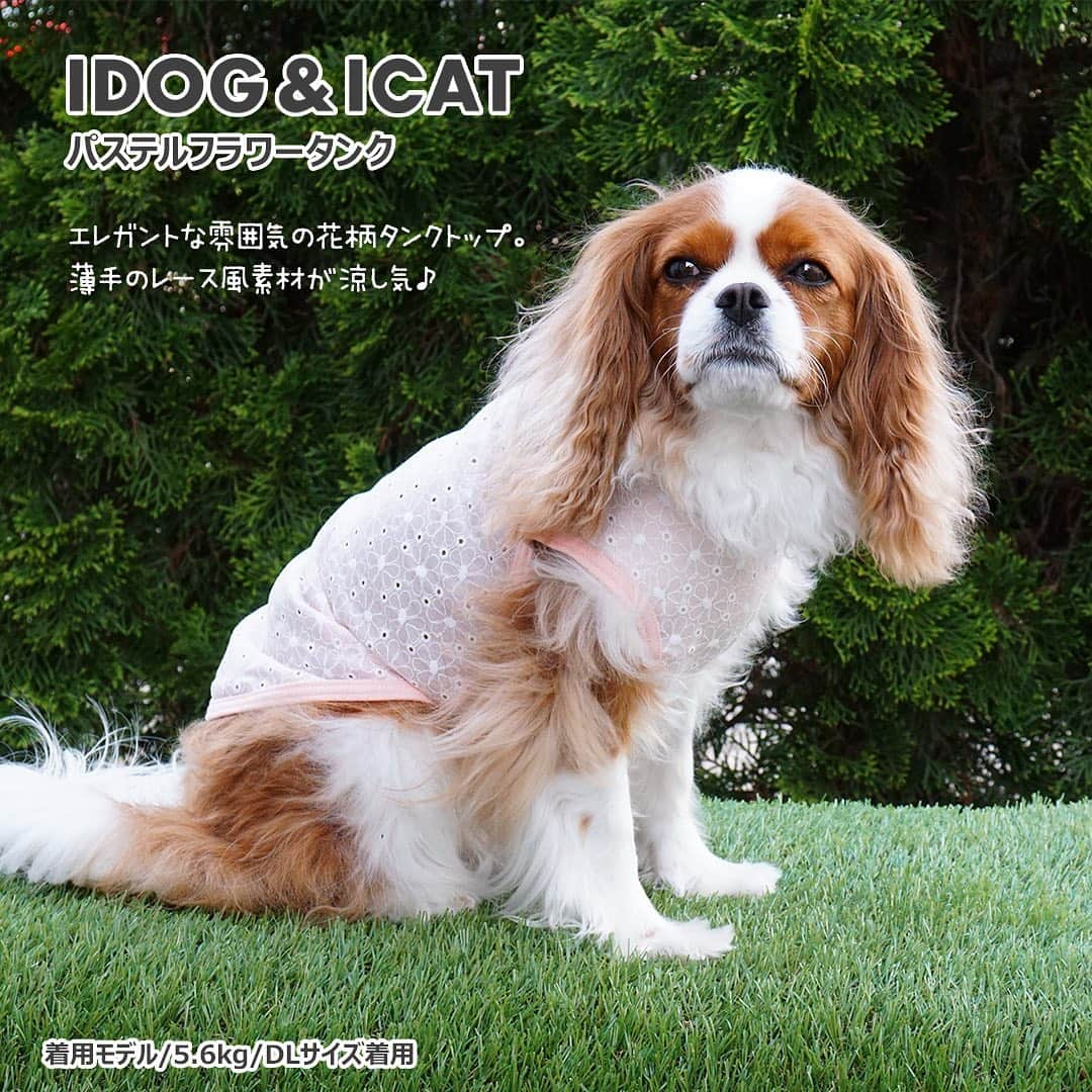 iDog&iCatさんのインスタグラム写真 - (iDog&iCatInstagram)「. 【1枚700円～大人気プチプラウェア発売開始！】 . IDOG&ICATでは5/10より、販売開始しております♪ 楽天店舗URL：https://item.rakuten.co.jp/idog/c/0000000129/ . 在庫限りで販売終了になるので、お気に入りが見つかりましたら、お早目にどうぞ★ . イベントの詳細はプロフィールのURLからご確認ください♪ . . IDOG&ICAT公式LINEをお友達登録でお得な情報をゲットしよう！LINE ID『 ＠idogicat 』で検索♪ . #iDog #iDogiCat #iCat #ペット服 #ドッグウェア #新作 #プチプラ #犬服 #犬の服 #犬の服iDog #犬 #超小型犬 #小型犬 #中型犬  #キャットウェア #猫服 #猫の服 #猫の服iCat #猫#わんすたぐらむ #dog #にゃんすたぐらむ #cat #チワワ#トイプードル #ミニチュアダックスフンド#MIX犬」5月10日 12時57分 - idogicat