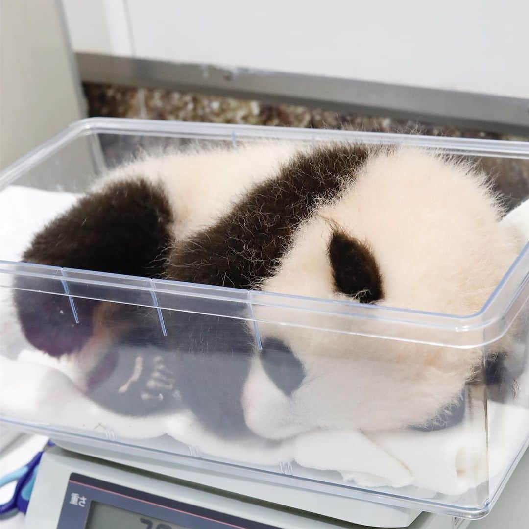 パンダ（白浜）さんのインスタグラム写真 - (パンダ（白浜）Instagram)「🐼 😊 #HELLOLITTLE 🐼🐼🐼 #ハローリトル #baby #pandamental #hellopanda #ハローパンダ #パンダグラビア and #panda #pandababy 🐼🐼🐼 ⭐︎『HELLO LITTLE』IN STORE NOW⭐️ #彩浜 体重測定 2018.11 撮影」5月10日 13時03分 - hellopanda_book