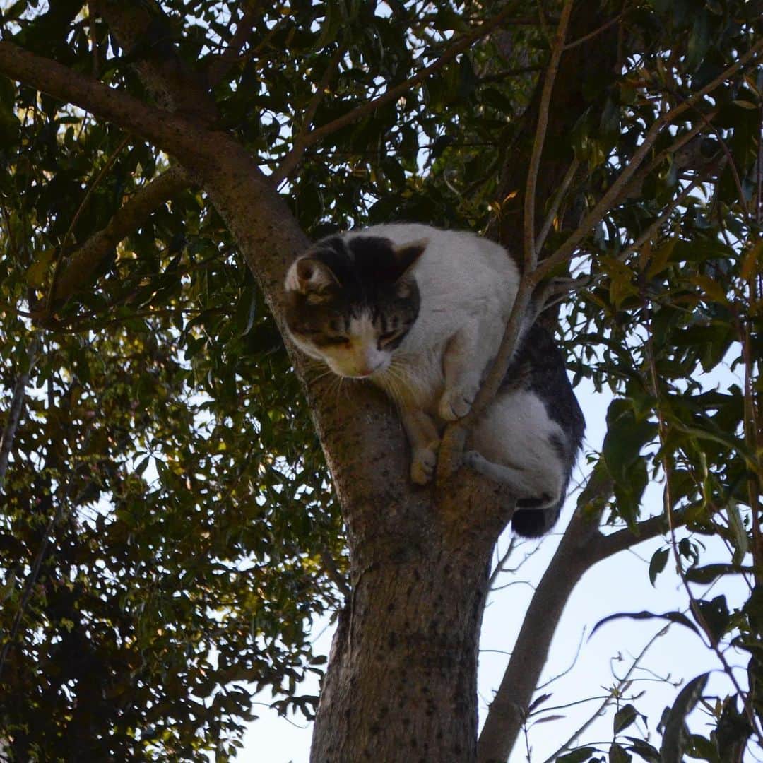 やふさんのインスタグラム写真 - (やふInstagram)「京太兄ちゃんのケツを追っかけて木登りしてました。まだちょっと下りるのが怖い . #cat #neko #catlovers #catsofinstagram #catstagram #instacat #猫 #ねこ #ネコ #保護猫 #新吉 #京太」5月10日 13時04分 - kyafy