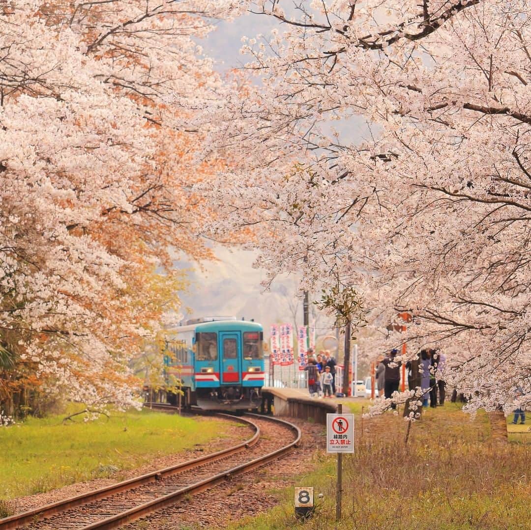 Canon Asiaのインスタグラム：「We’re wowed by the minute details that @matsham_ captured in his shot of the cherry blossoms in Gifu Prefecture with the Canon EF-S55-250mm f/4-5.6 IS STM lens.  Learn more about this remarkable telephoto zoom lens that has a quiet 🤫 and quick 🏃💨 AF during still and movie shooting, link in bio. 📷 Image by @matsham_ shot using the Canon EOS 700D | Canon EF-S55-250mm f/4-5.6 IS STM | f/8 | 1/125s | ISO 200 | 100mm  Want your photos to be featured too? Tag them with #canonasia or submit them on My Canon Story, link in bio!  #canonasia #photography #japan #igjp #japan_vacations #japan_of_insta #canonphotography #travel #travelphotography #sakura #japan_daytime_view #japantravel #cherryblossoms #cherryblossomjapan #nature #naturephotography」