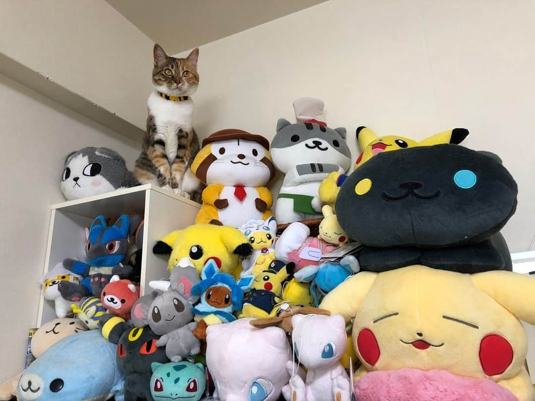 shigureさんのインスタグラム写真 - (shigureInstagram)「. #タンスの上 #ポケモン #ねこあつめ #3月のライオン #ラスカル #ゴチャゴチャ #みんにゃに元気を届け隊  #IGersjp #ねこ部 #関西ねこ部 #ふわもこ部#mofmo#peco#pecon #サンデイ#sippo#朝ワンコ夕ニャンコ #みんねこ#ペコねこ部 #三毛猫ガール#三毛猫#rakutenpet#cats_of_Instagram#無敵の親バカ同盟#nyancon01  #今日のうちの子#ねこにすとパネル希望」5月10日 13時25分 - shigureamanehaha