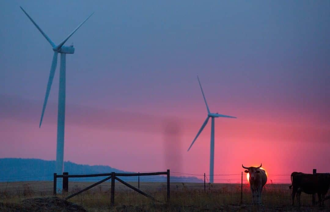 National Geographic Travelさんのインスタグラム写真 - (National Geographic TravelInstagram)「Photo by @sofia_jaramillo5 | A bull stands in front of the horizon as the sun sets in Washington state. #chasingsunsets #pnwsunset #windturbines」5月10日 13時18分 - natgeotravel