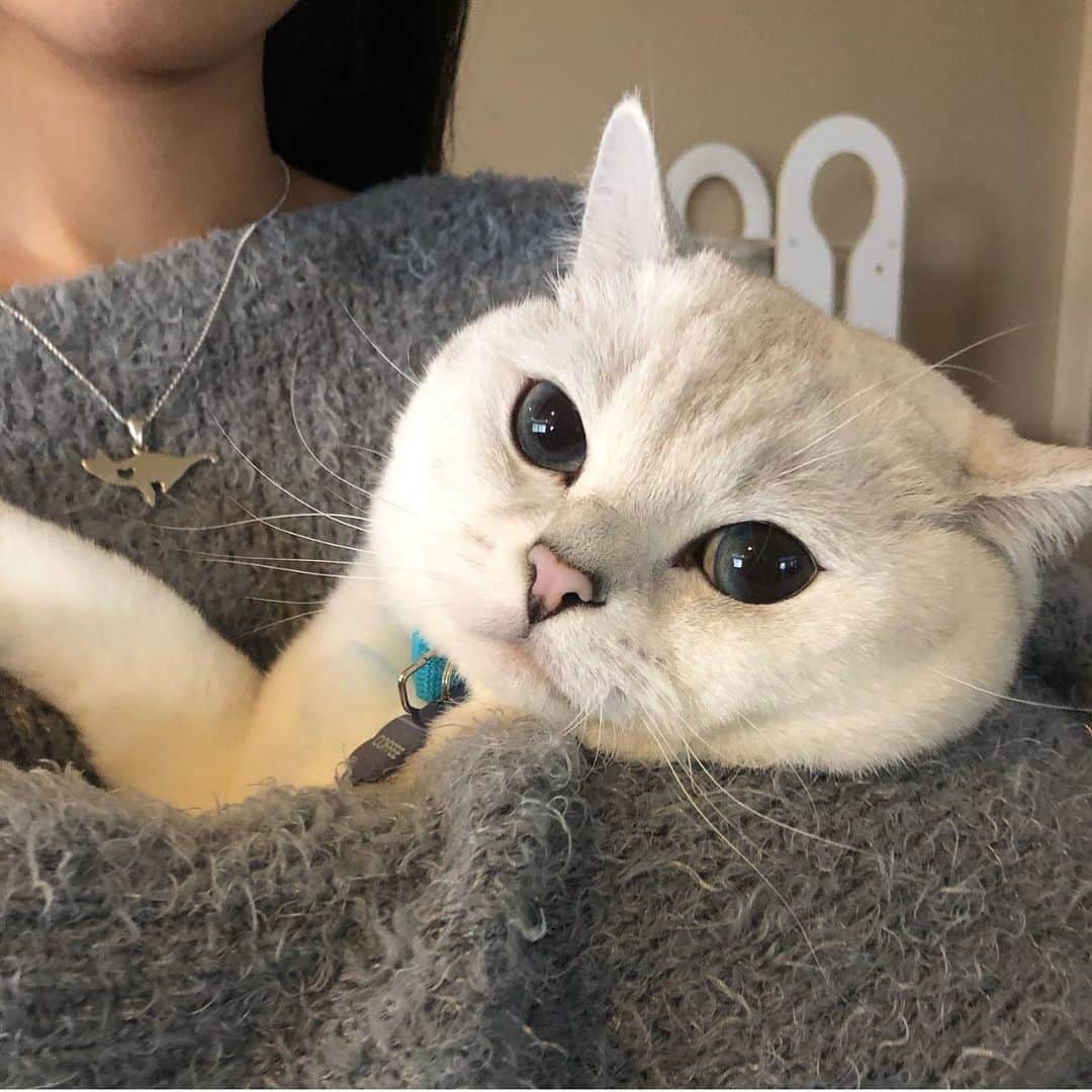 ミスター・ホワイトさんのインスタグラム写真 - (ミスター・ホワイトInstagram)「Mommy loaf me 🍞 Who loaf the Cat Necklace? Link in my bio @vanari.jewelry 😍」5月10日 13時28分 - white_coffee_cat